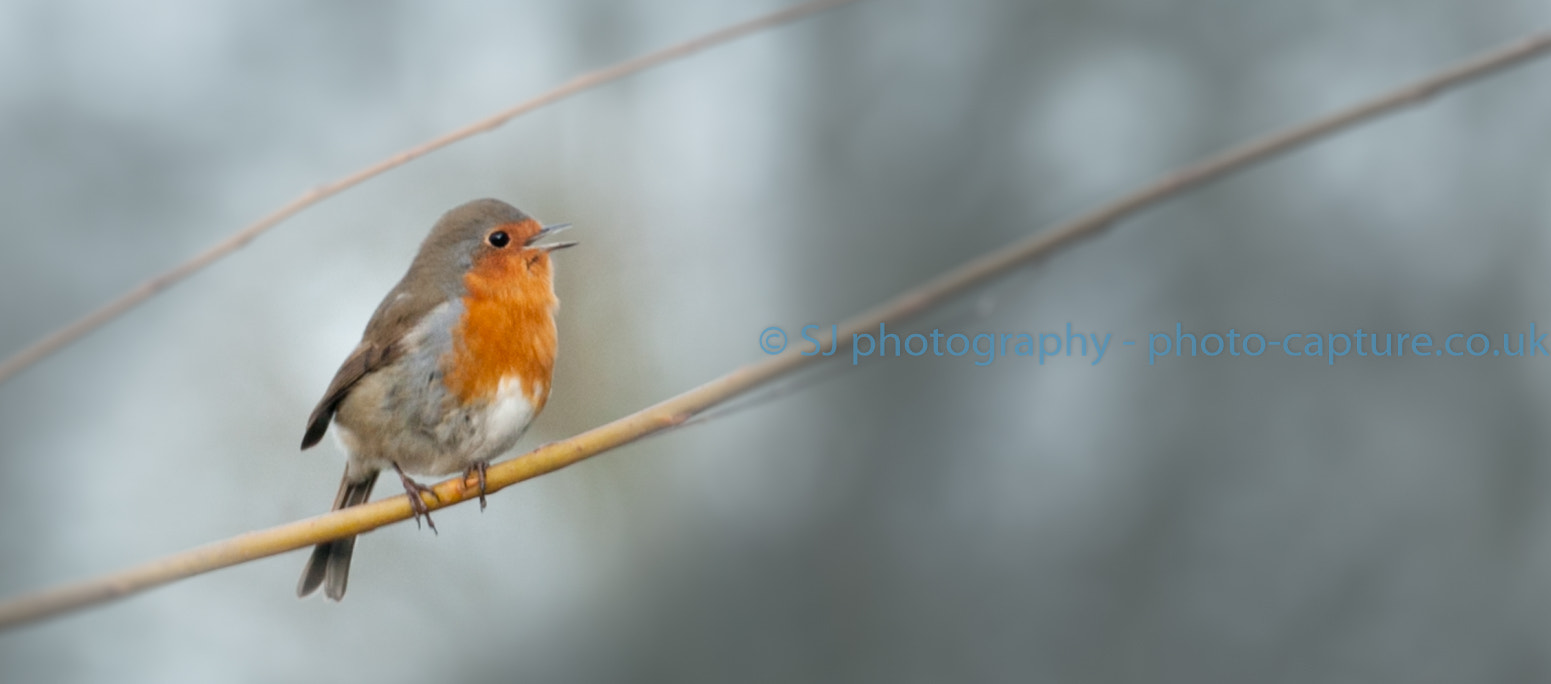 Canon EF 100-400mm F4.5-5.6L IS II USM sample photo. Robin on willow tree branch photography