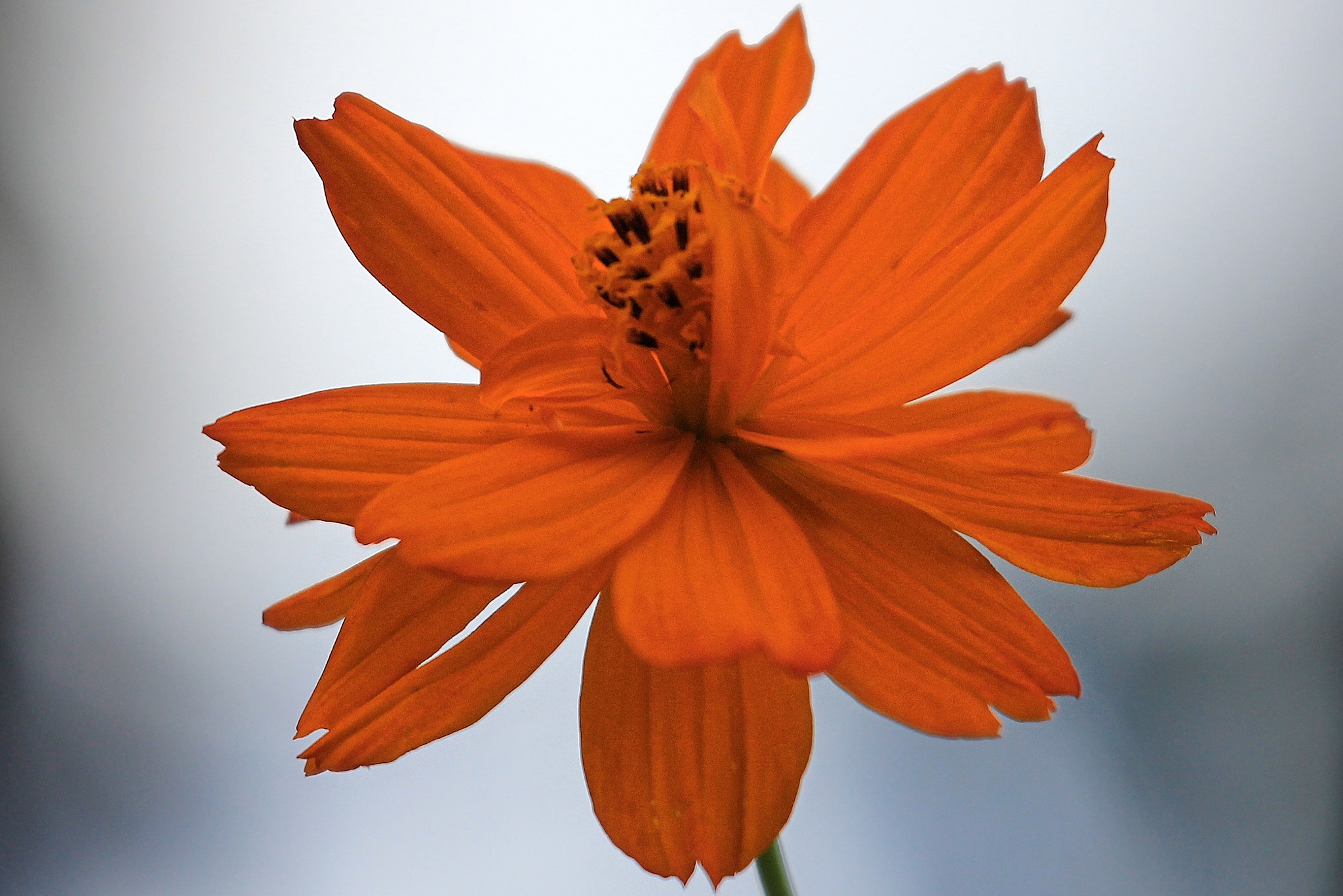 Canon EF 70-300mm F4-5.6L IS USM sample photo. Marigold photography