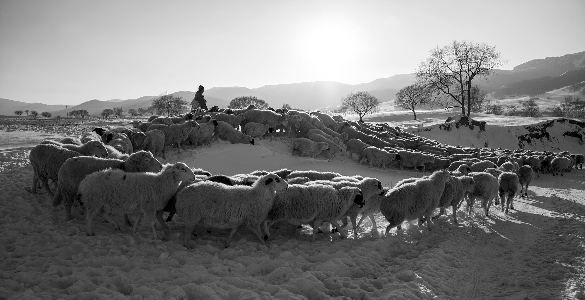 Elmarit-M 1:2.8/24 ASPH. sample photo. Sheep photography