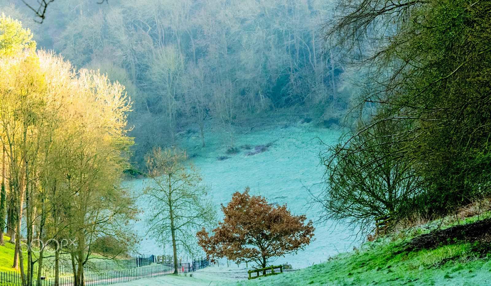 Sigma 150-500mm F5-6.3 DG OS HSM sample photo. Woodchester park () photography