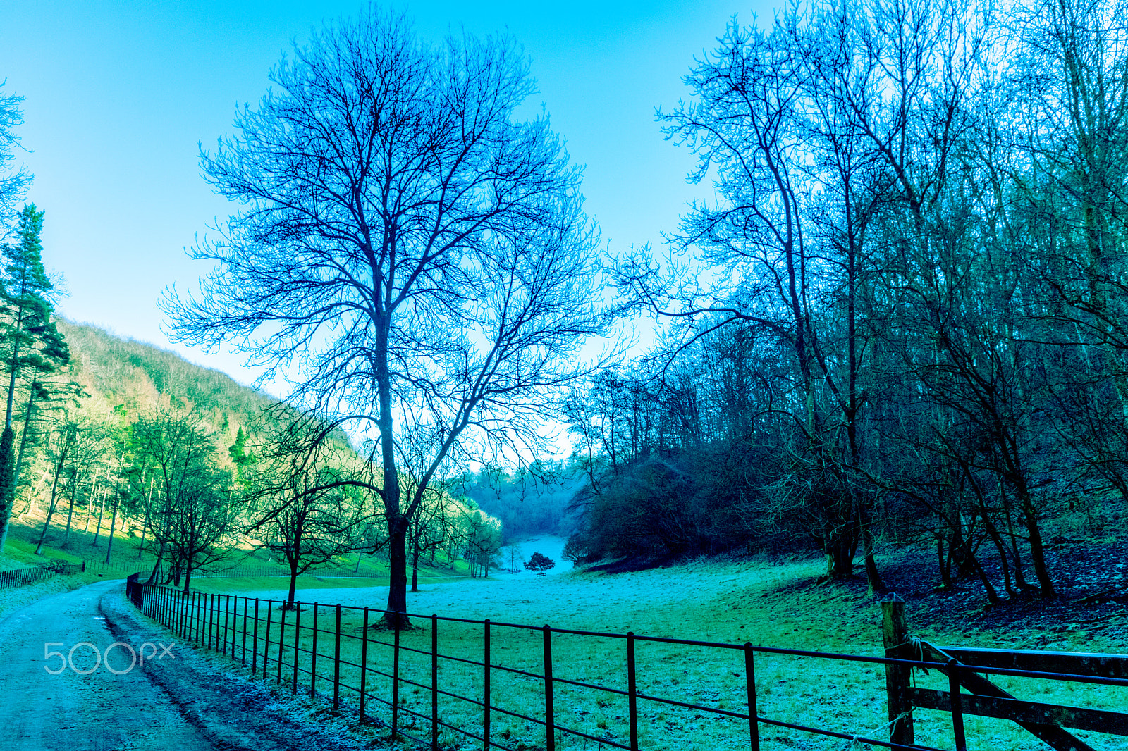 Sigma 10-20mm F4-5.6 EX DC HSM sample photo. Woodchester park () photography