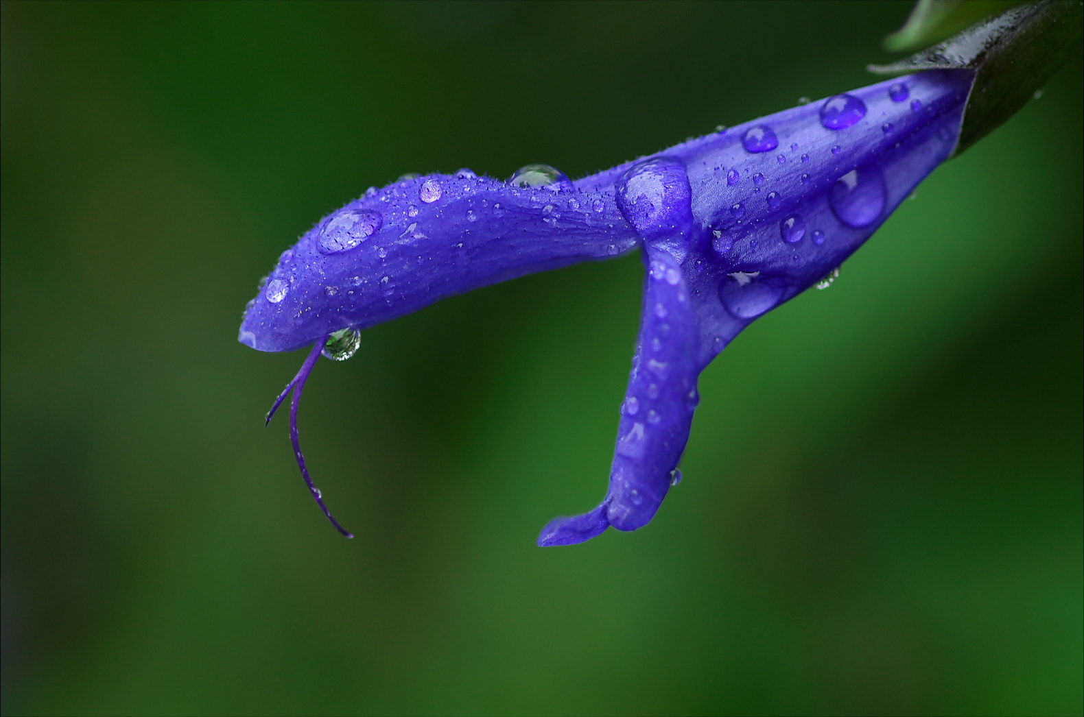 Pentax K-50 + Pentax smc D-FA 100mm F2.8 Macro WR sample photo. Aliens of mouth? photography