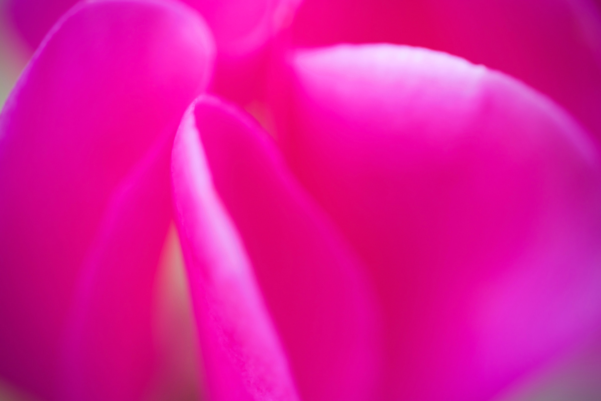 Panasonic Leica DG Macro-Elmarit 45mm F2.8 ASPH OIS sample photo. 023. photography