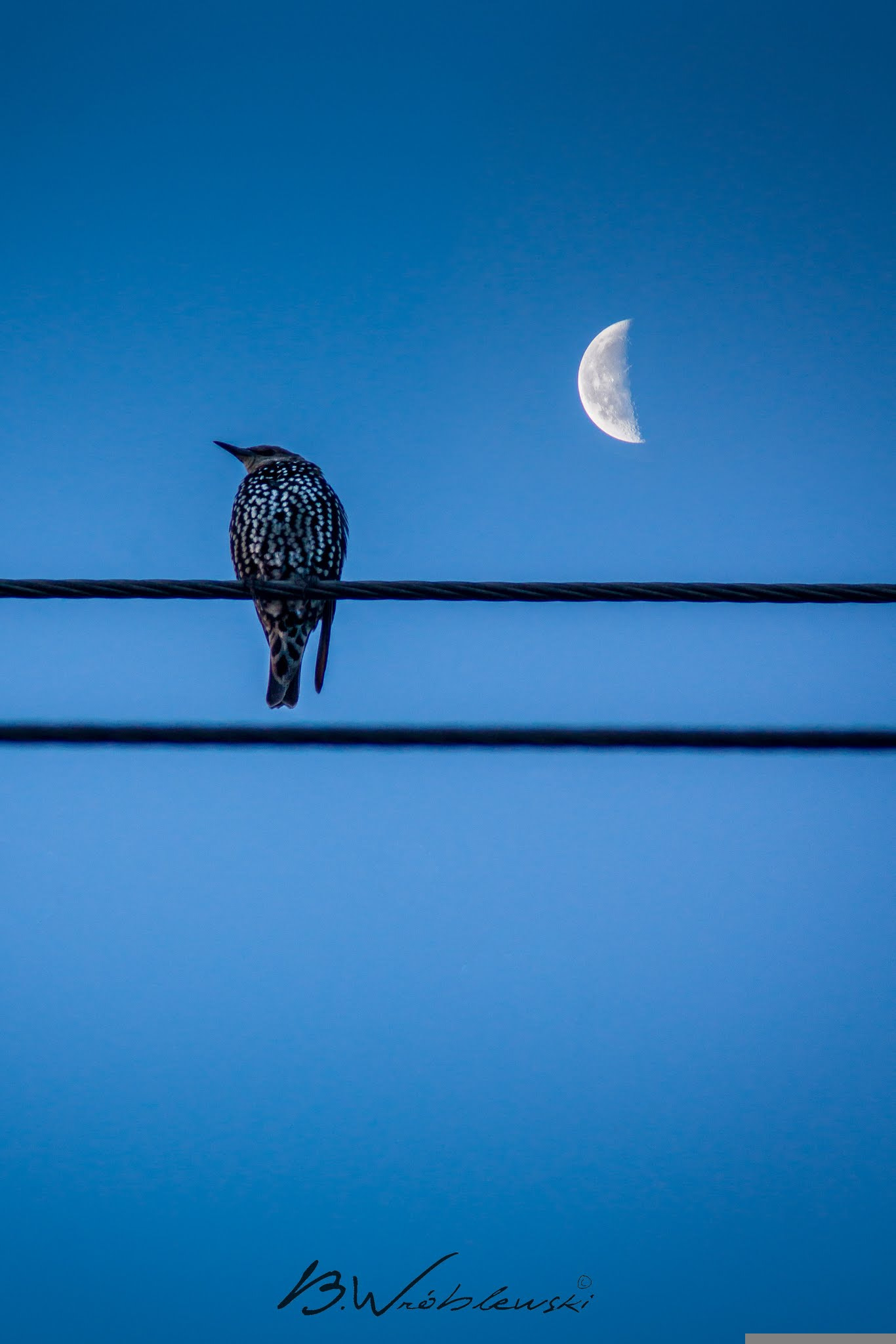 Sony SLT-A77 + Minolta AF 70-210mm F4 Macro sample photo. Frozen starling photography