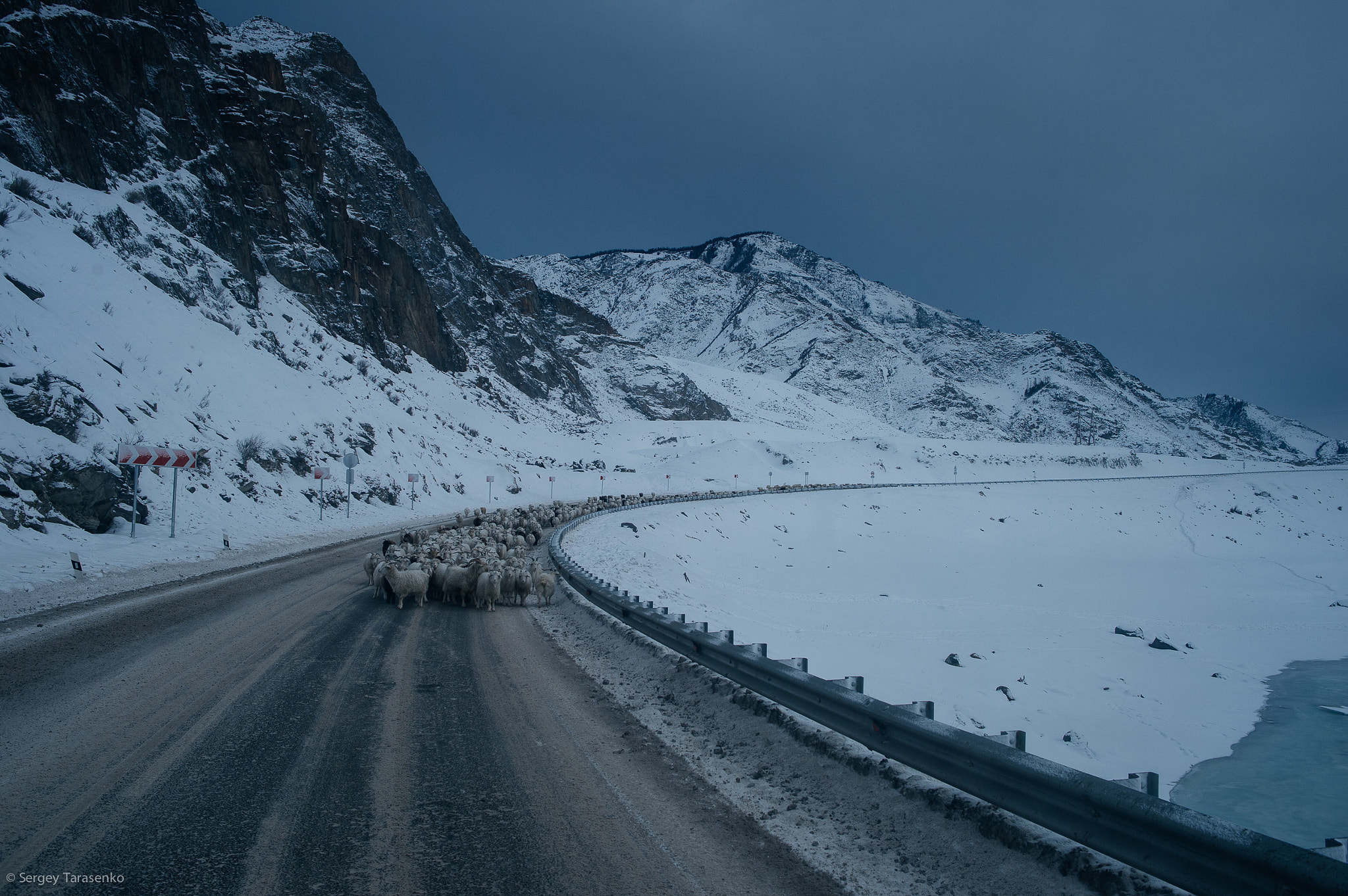 Nikon Df + Nikon AF-S Nikkor 28mm F1.8G sample photo. Sheep on the road photography