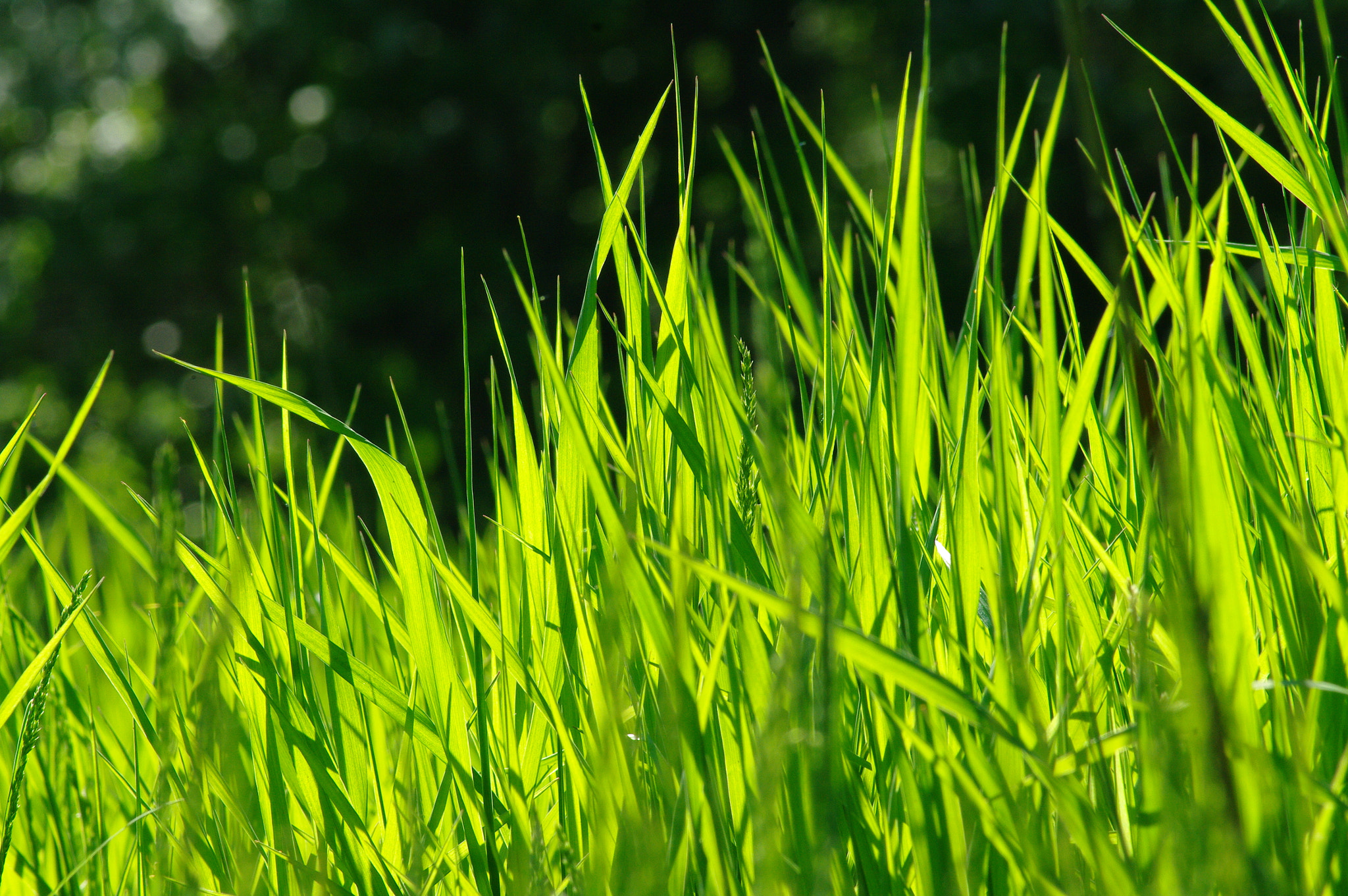 Samsung GX-20 sample photo. Green grass photography