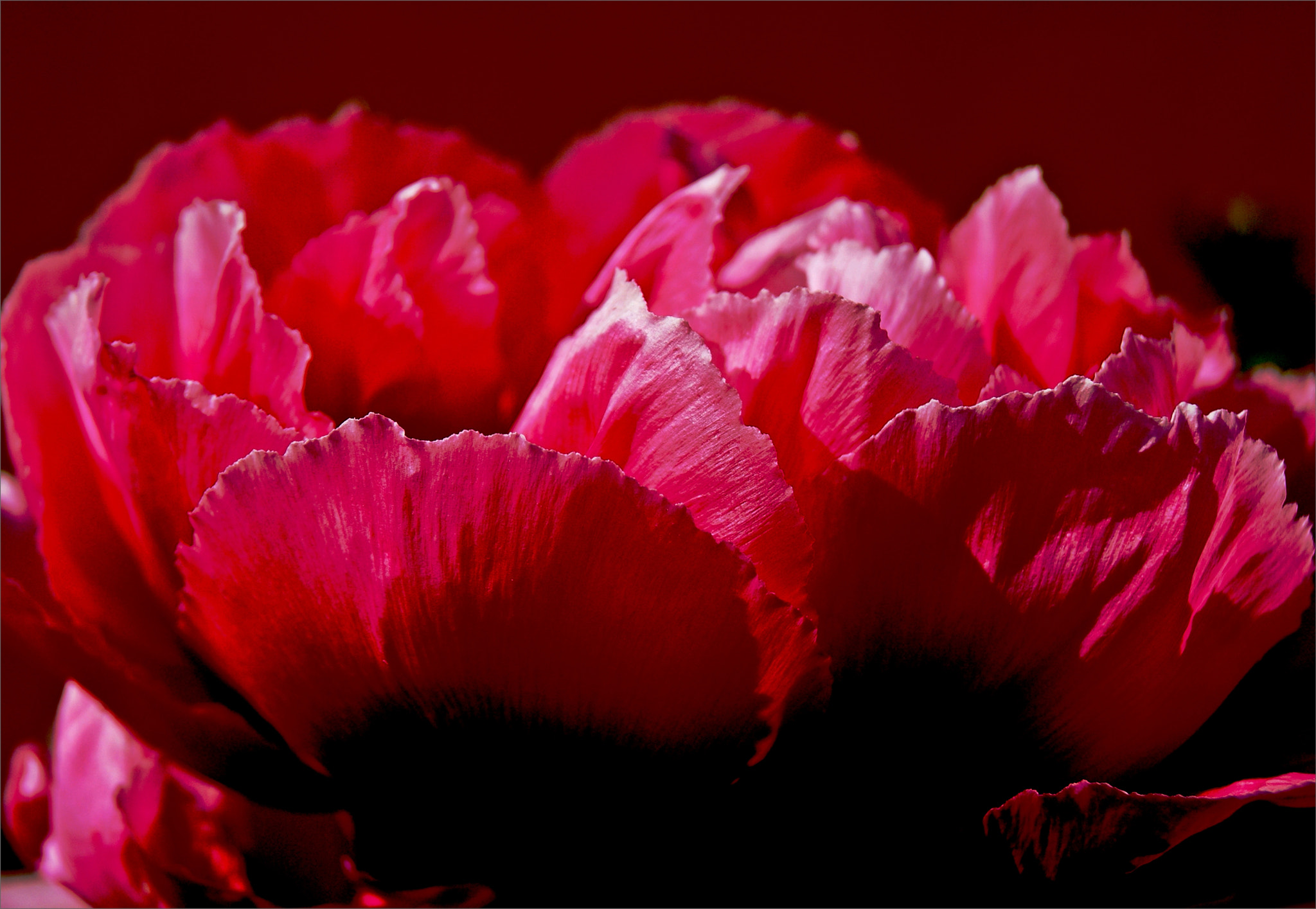 Sony DT 18-55mm F3.5-5.6 SAM sample photo. Peony photography