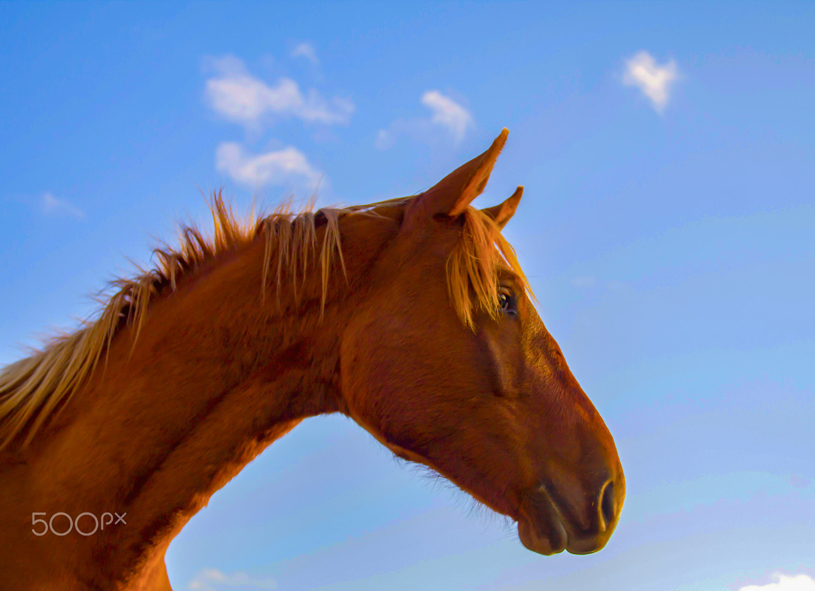 Canon EOS 1100D (EOS Rebel T3 / EOS Kiss X50) + Canon EF 17-40mm F4L USM sample photo. Portrait of brown horse in sunny day photography
