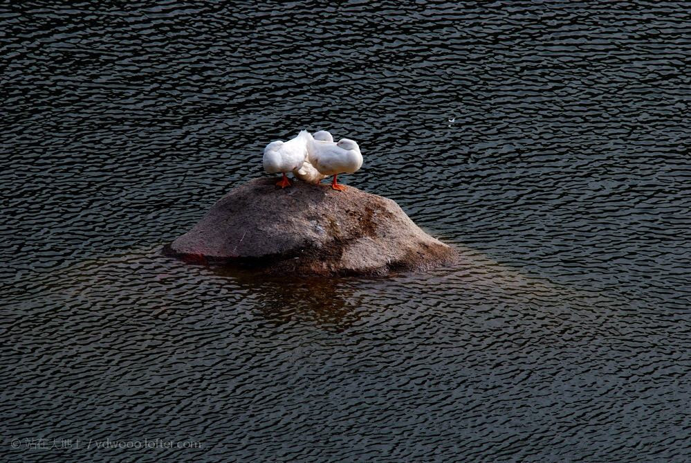 Nikon D80 + AF Zoom-Nikkor 70-210mm f/4 sample photo.  【vd视觉记忆】【2012.04.28】郊游 距离离开越来越近， 选一天美好的春日， 实验室兄弟姐... photography