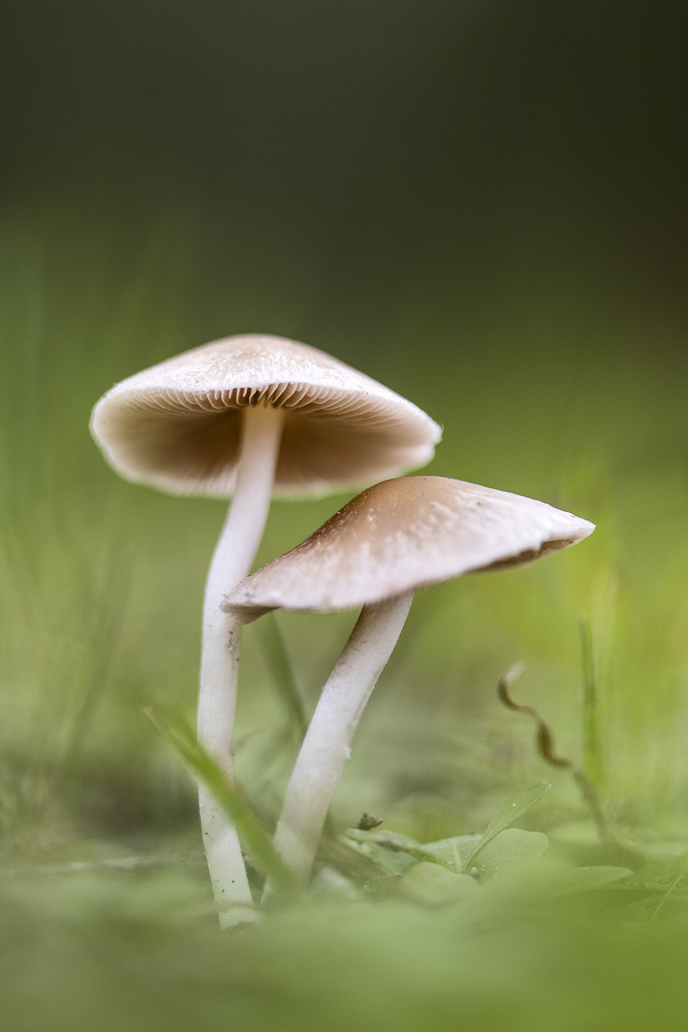 Canon EF 100mm F2.8 Macro USM sample photo. Entre la hierba photography