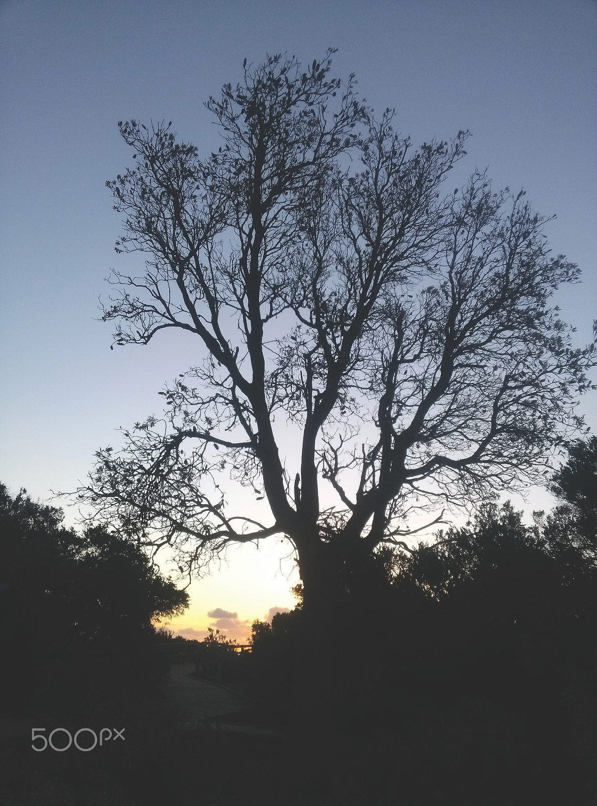 LG Optimus G sample photo. Seaford autumn tree photography