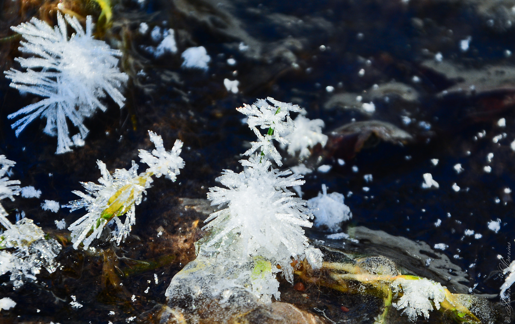 Nikon D7100 + Nikon AF Nikkor 180mm F2.8D ED-IF sample photo. Winter flowers photography