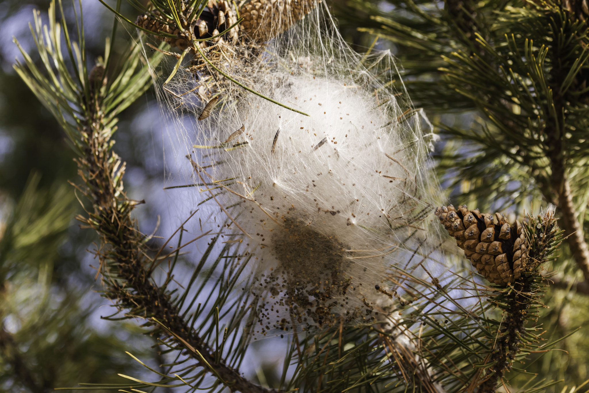 Canon EF 70-200mm F4L IS USM sample photo. The pine processionary photography
