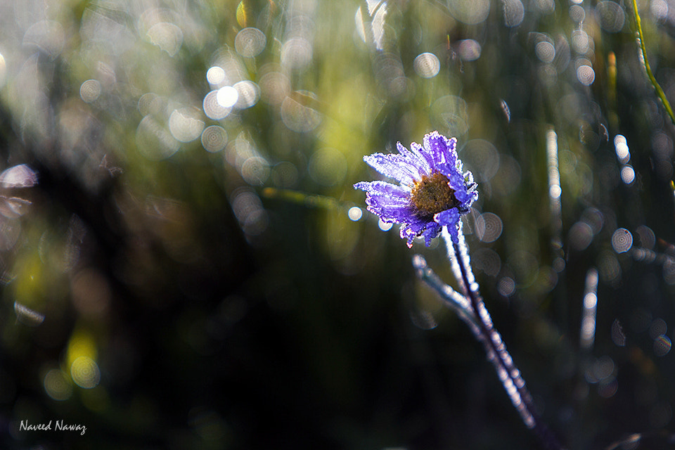 Canon EF 70-200mm F2.8L IS USM sample photo. Deosai diamonds photography