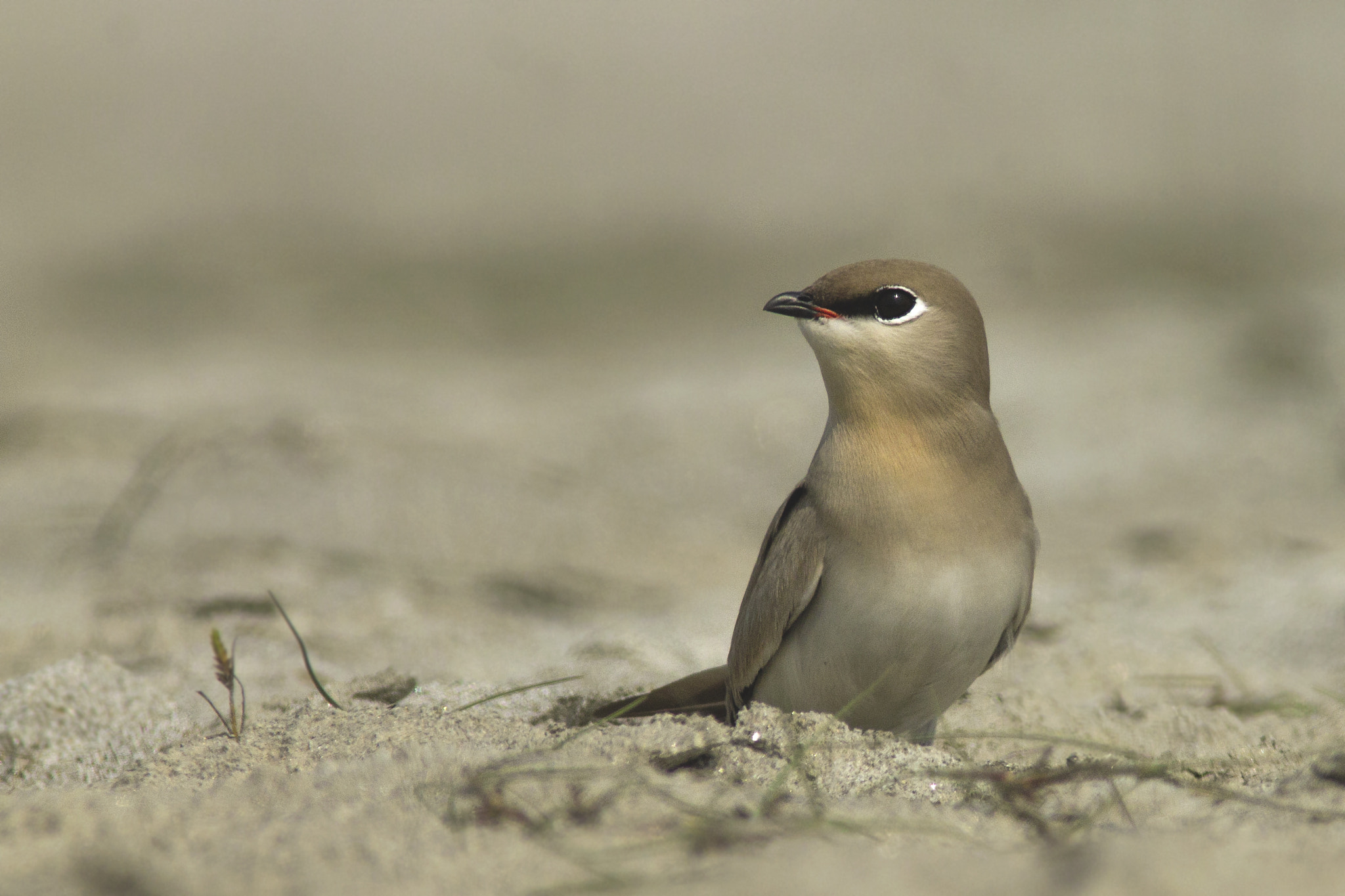 Canon EF 300mm F4L IS USM sample photo. Small pratincole photography