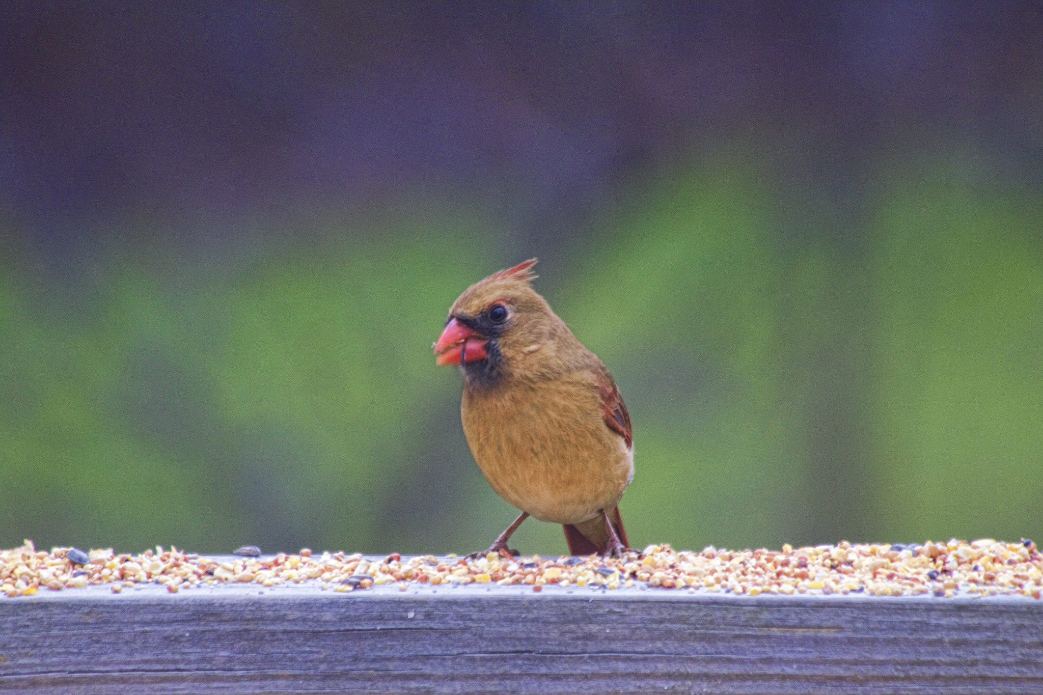 Canon EF 70-300mm F4-5.6 IS USM sample photo. Lady cardinal photography