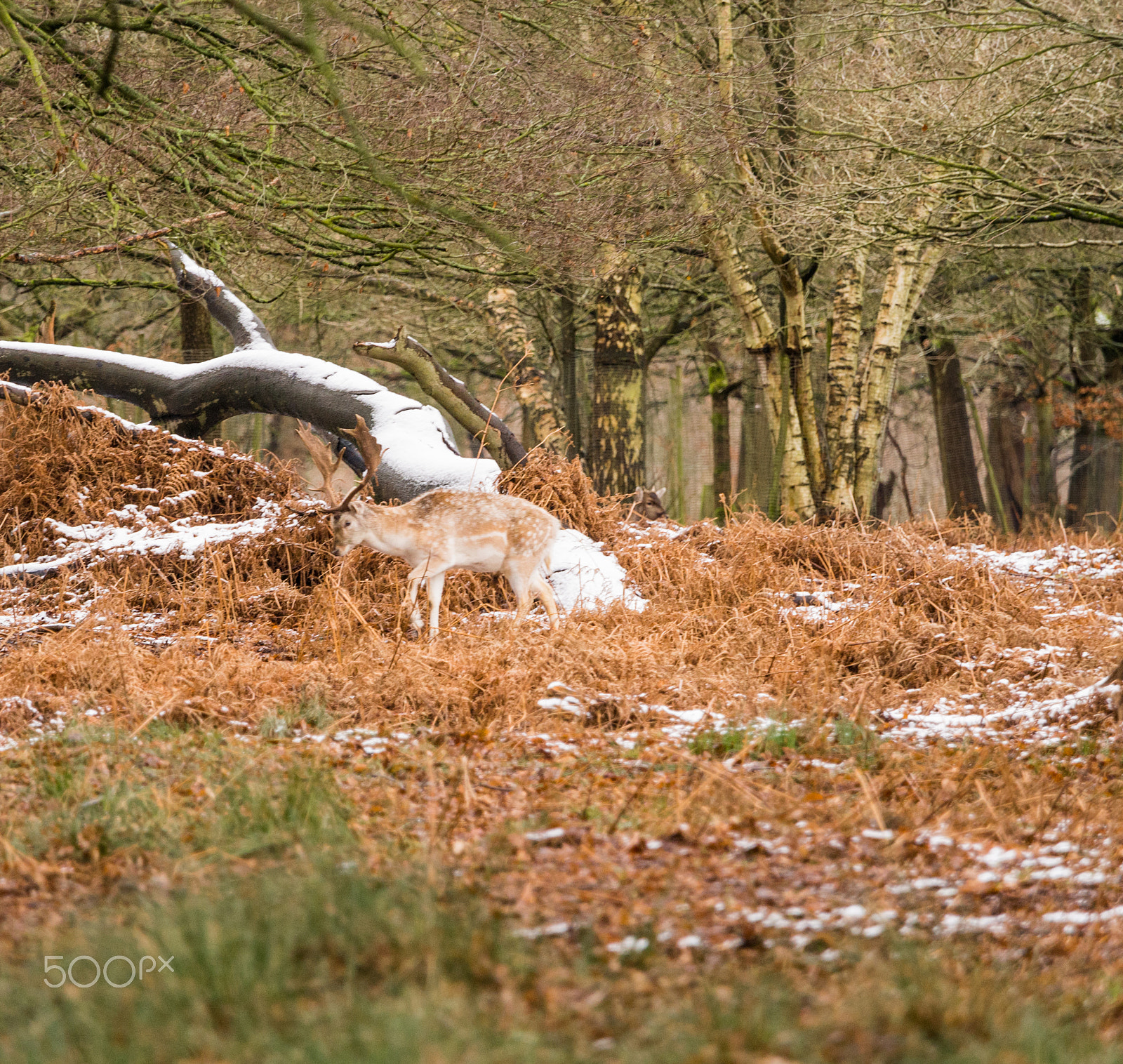 Olympus OM-D E-M5 + Olympus M.Zuiko Digital ED 40-150mm F2.8 Pro sample photo. Deer sheltering in woods at dunham massey woodland after recent snowfall. cheshire, uk photography