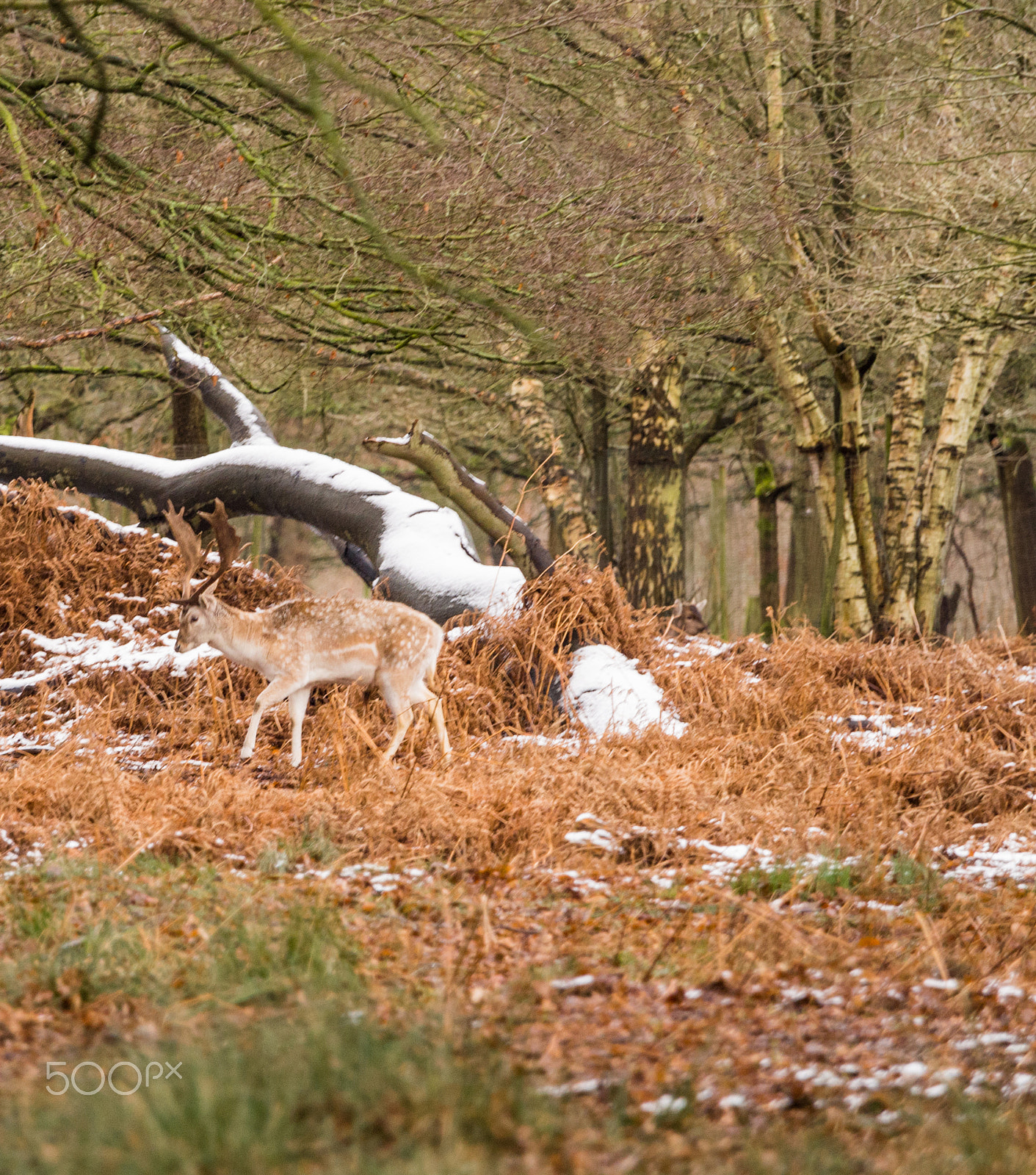 Olympus OM-D E-M5 + Olympus M.Zuiko Digital ED 40-150mm F2.8 Pro sample photo. Deer sheltering in woods at dunham massey woodland after recent snowfall. cheshire, uk photography