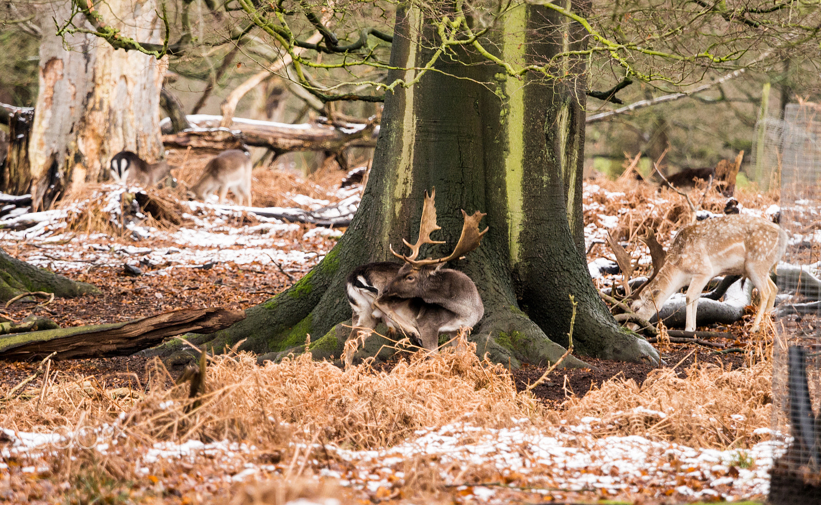 Olympus OM-D E-M5 + Olympus M.Zuiko Digital ED 40-150mm F2.8 Pro sample photo. Deer sheltering in woods at dunham massey woodland after recent snowfall. cheshire, uk photography