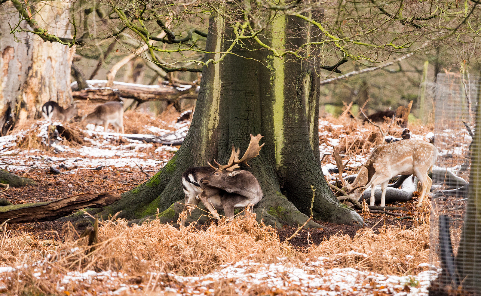 Olympus OM-D E-M5 + Olympus M.Zuiko Digital ED 40-150mm F2.8 Pro sample photo. Deer sheltering in woods at dunham massey woodland after recent snowfall. cheshire, uk photography