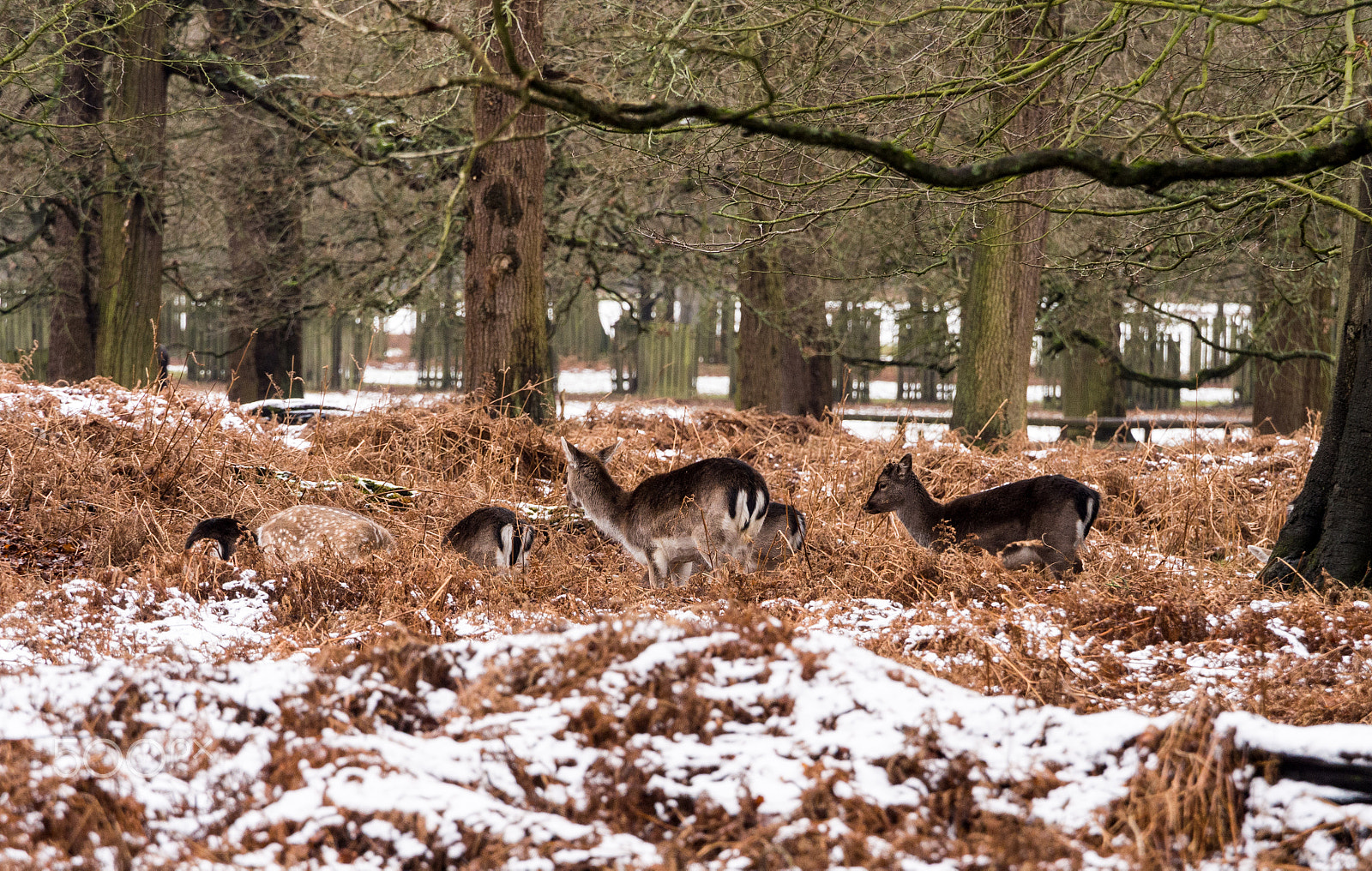 Olympus OM-D E-M5 + Olympus M.Zuiko Digital ED 40-150mm F2.8 Pro sample photo. Deer sheltering in woods at dunham massey woodland after recent snowfall. cheshire, uk photography