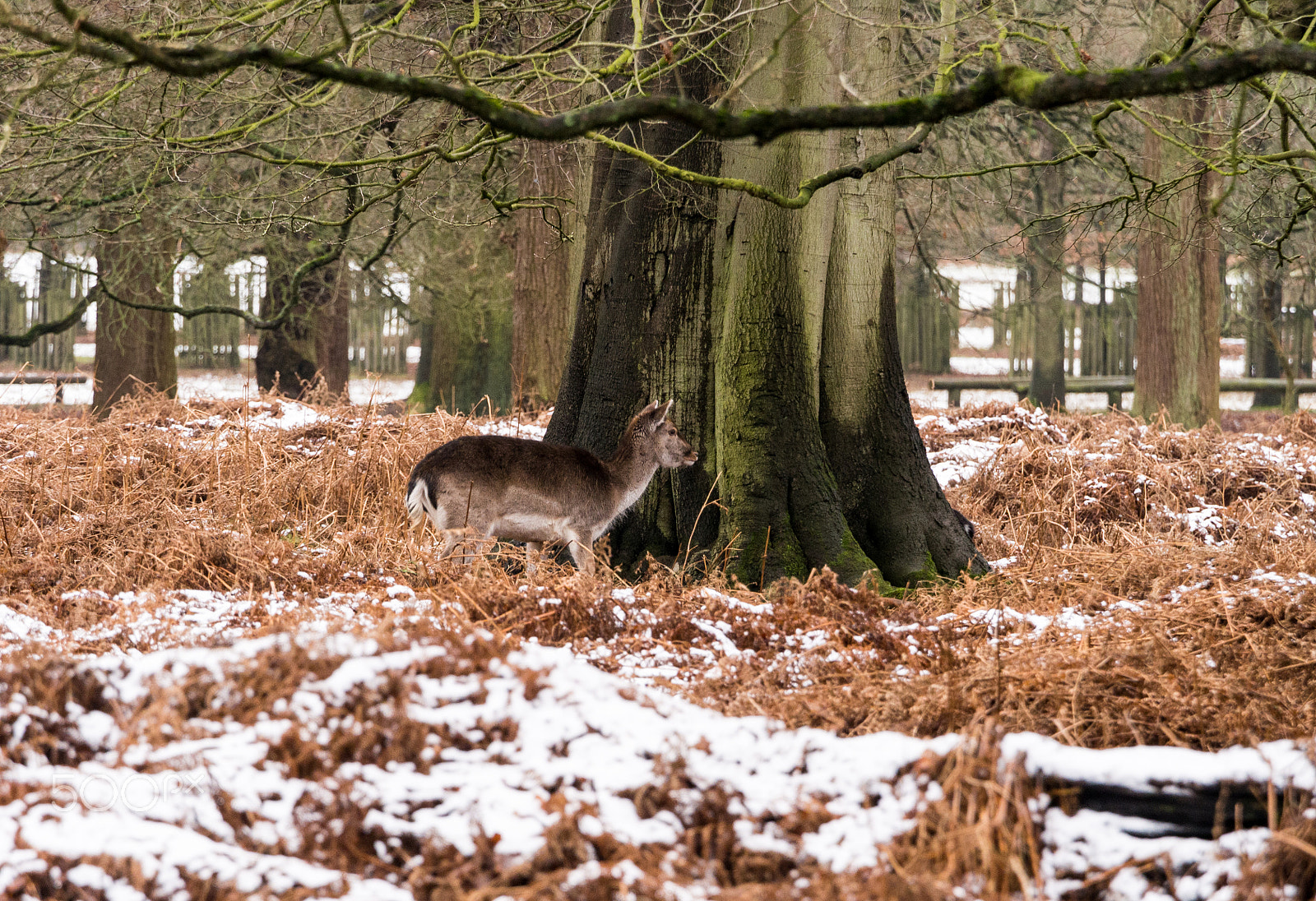 Olympus OM-D E-M5 + Olympus M.Zuiko Digital ED 40-150mm F2.8 Pro sample photo. Deer sheltering in woods at dunham massey woodland after recent snowfall. cheshire, uk photography