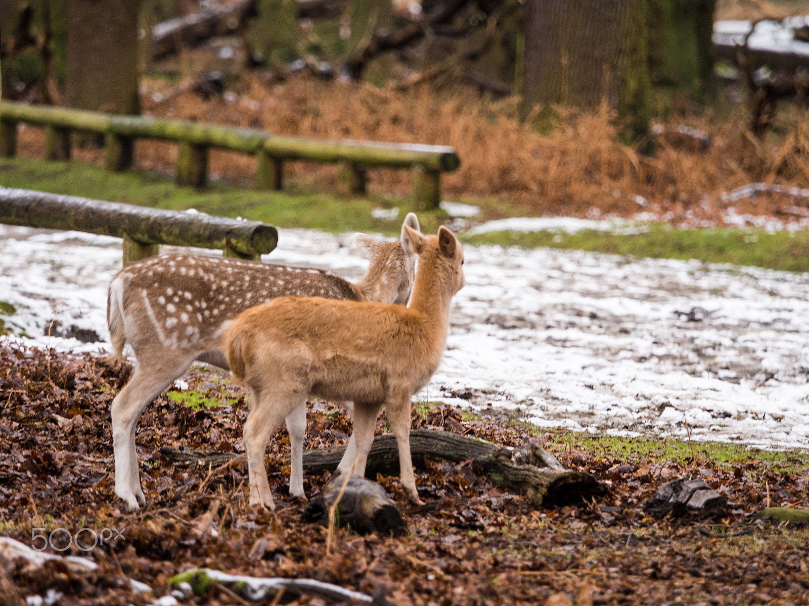 Olympus OM-D E-M5 + Olympus M.Zuiko Digital ED 40-150mm F2.8 Pro sample photo. Deer sheltering in woods at dunham massey woodland after recent snowfall. cheshire, uk photography