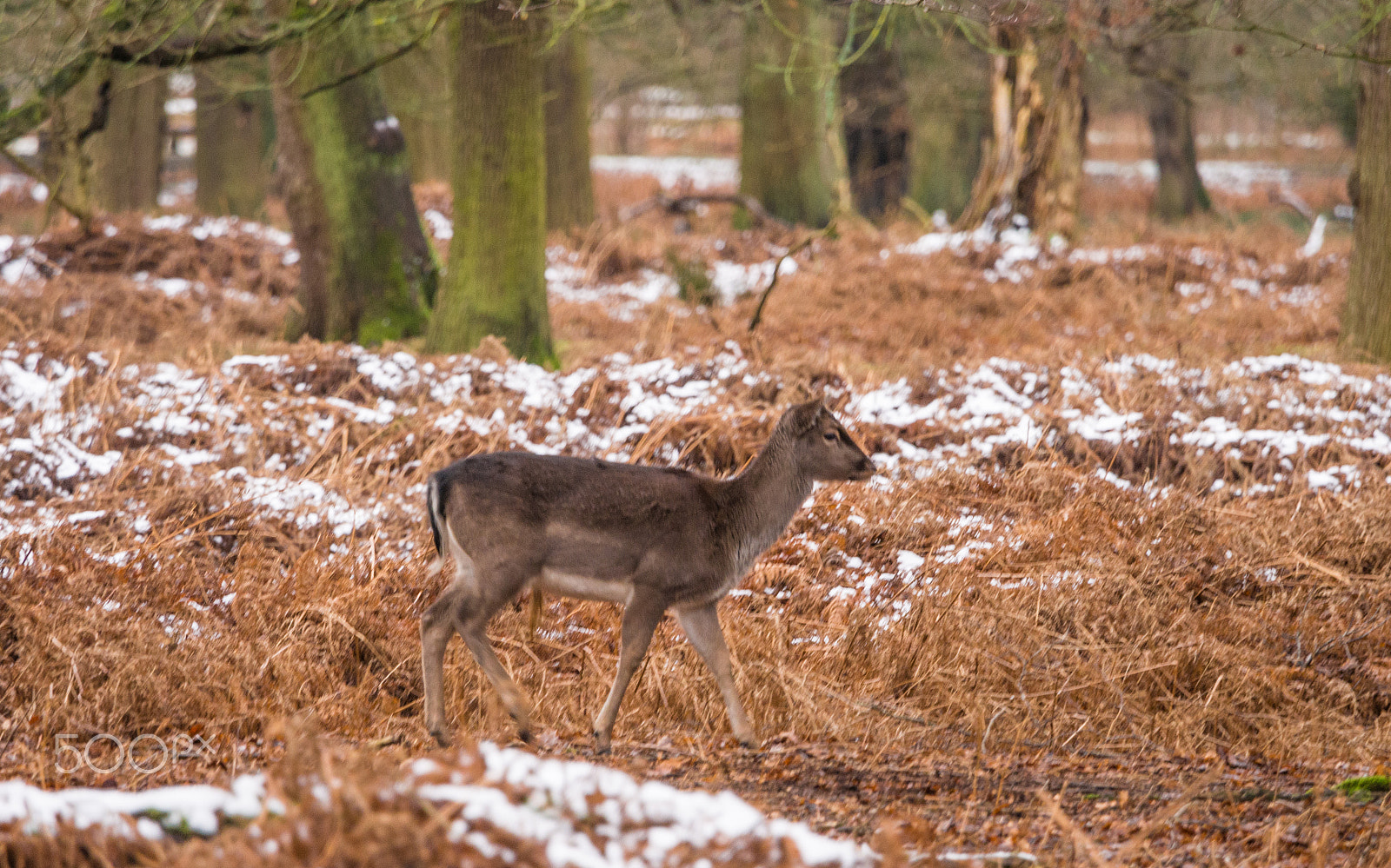 Olympus OM-D E-M5 + Olympus M.Zuiko Digital ED 40-150mm F2.8 Pro sample photo. Deer sheltering in woods at dunham massey woodland after recent snowfall. cheshire, uk photography