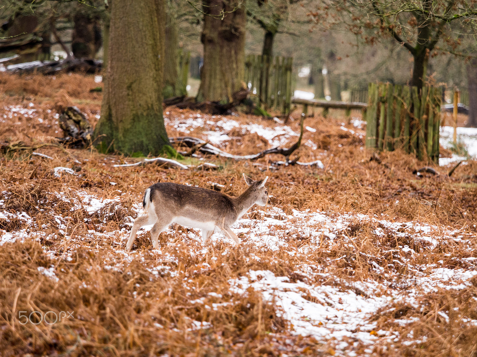 Olympus OM-D E-M5 + Olympus M.Zuiko Digital ED 40-150mm F2.8 Pro sample photo. Deer sheltering in woods at dunham massey woodland after recent snowfall. cheshire, uk photography