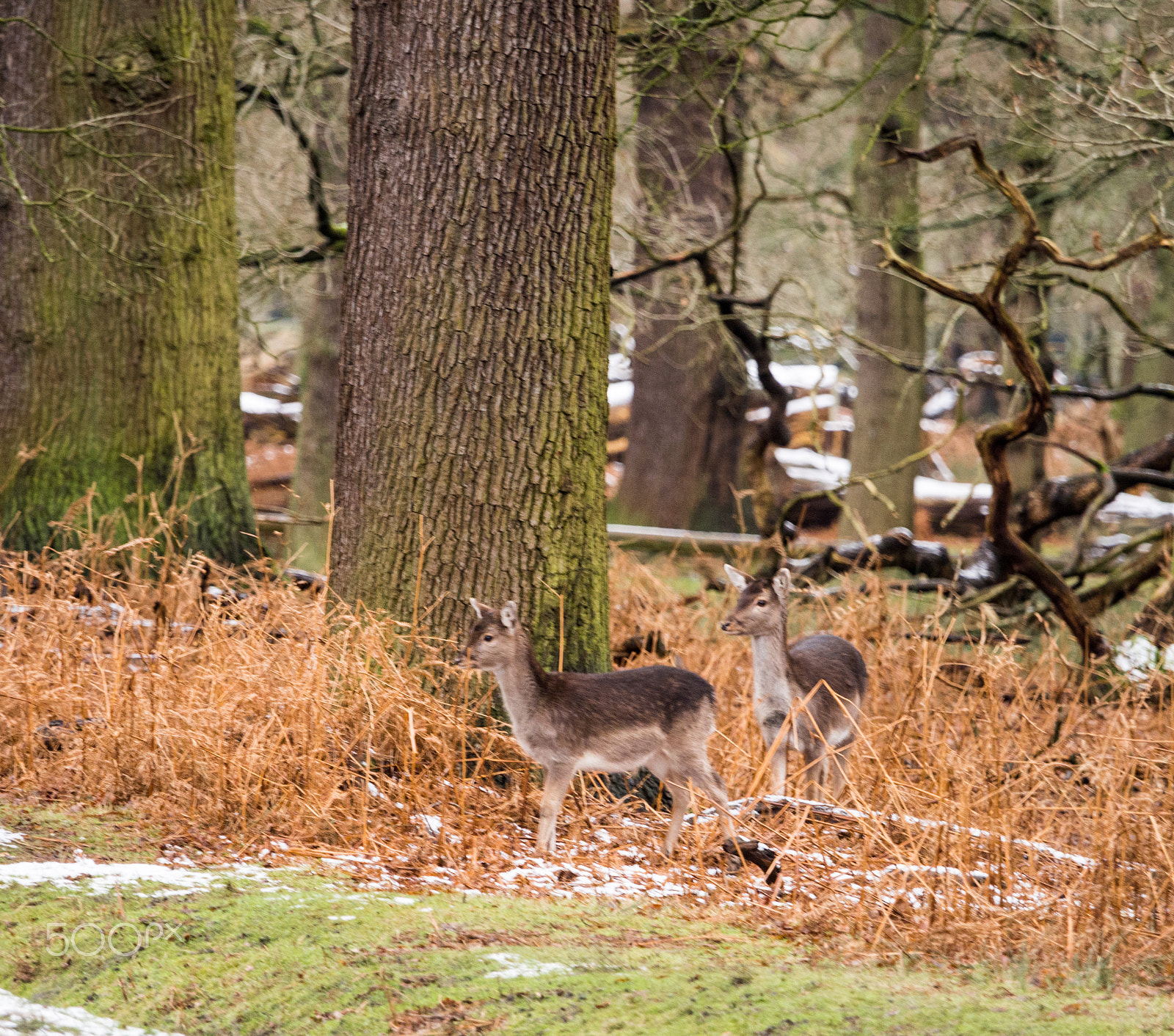 Olympus OM-D E-M5 + Olympus M.Zuiko Digital ED 40-150mm F2.8 Pro sample photo. Deer sheltering in woods at dunham massey woodland after recent snowfall. cheshire, uk photography