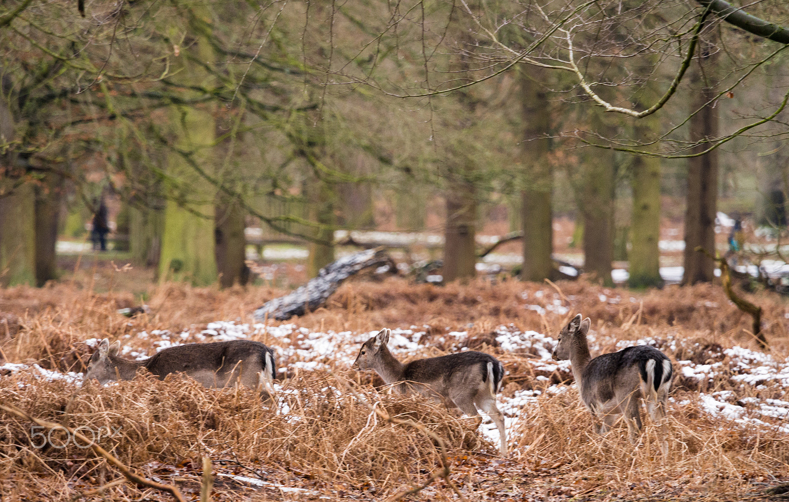 Olympus OM-D E-M5 + Olympus M.Zuiko Digital ED 40-150mm F2.8 Pro sample photo. Deer sheltering in woods at dunham massey woodland after recent snowfall. cheshire, uk photography