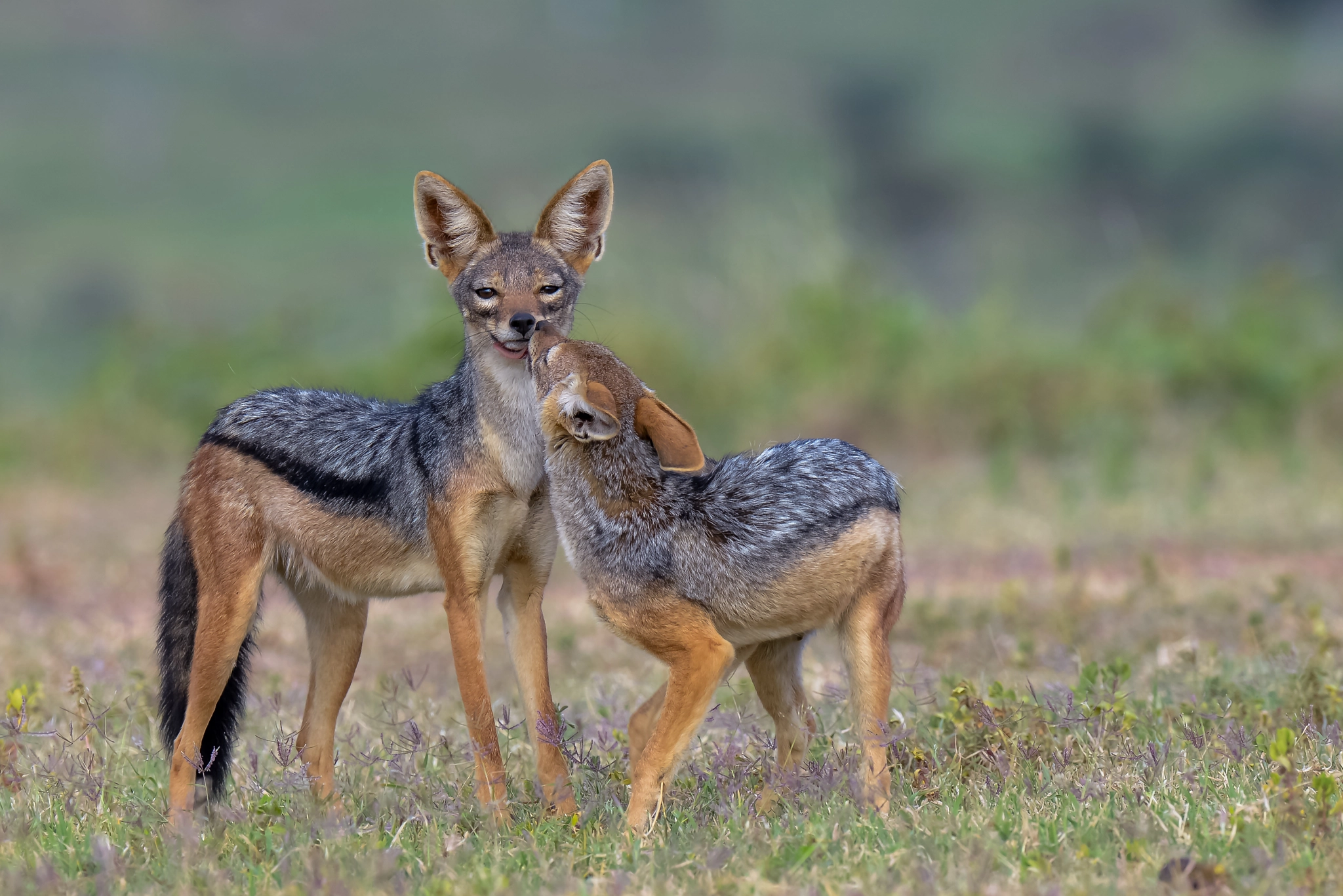 Nikon AF-S Nikkor 500mm F4D ED-IF II sample photo. Black backed jackel pups photography
