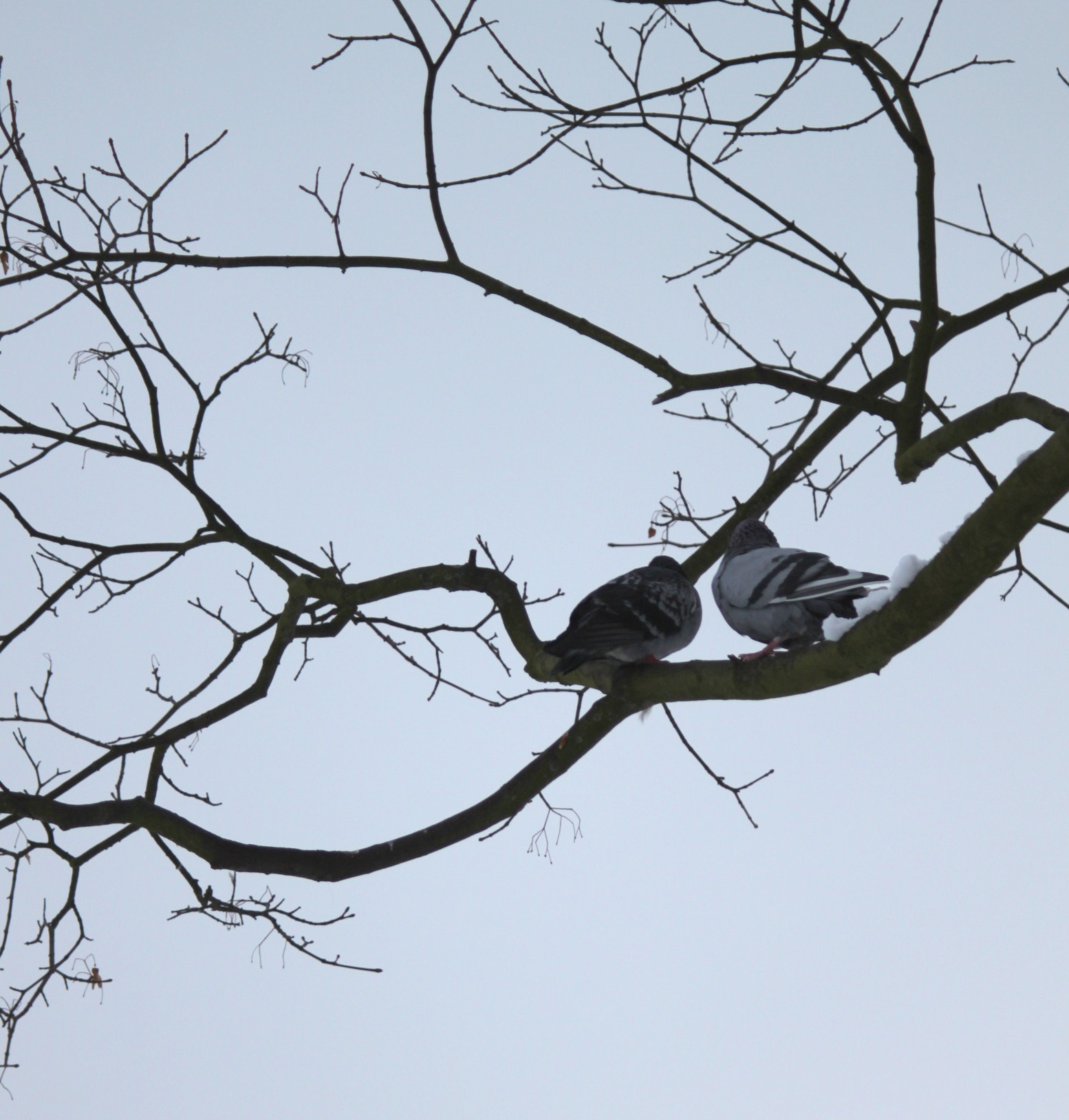 Canon EF 28-90mm f/4-5.6 sample photo. Birds photography