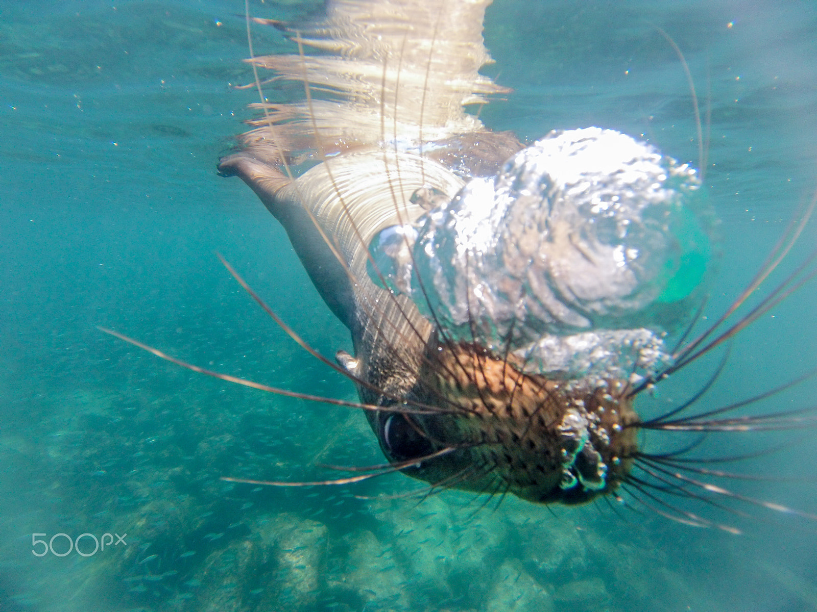 GoPro Hero3-Silver Edition sample photo. Close encounter photography