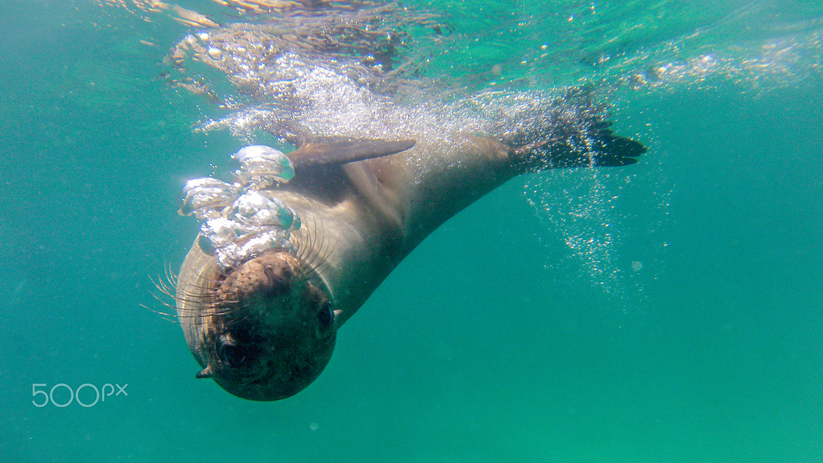 GoPro Hero3-Silver Edition sample photo. Snorkeling with sealion-puppy photography