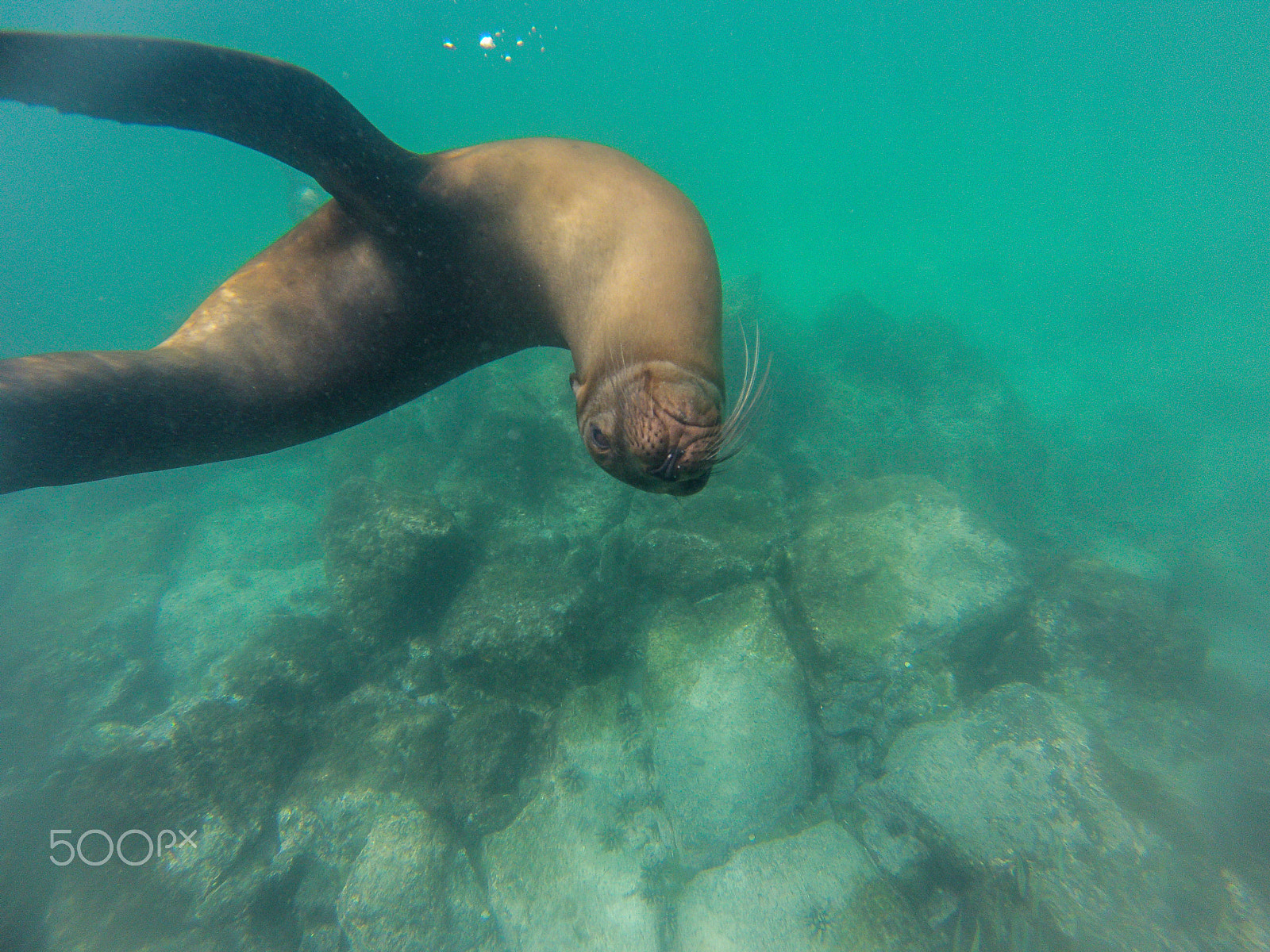 GoPro Hero3-Silver Edition sample photo. Curious seal on galapagos photography