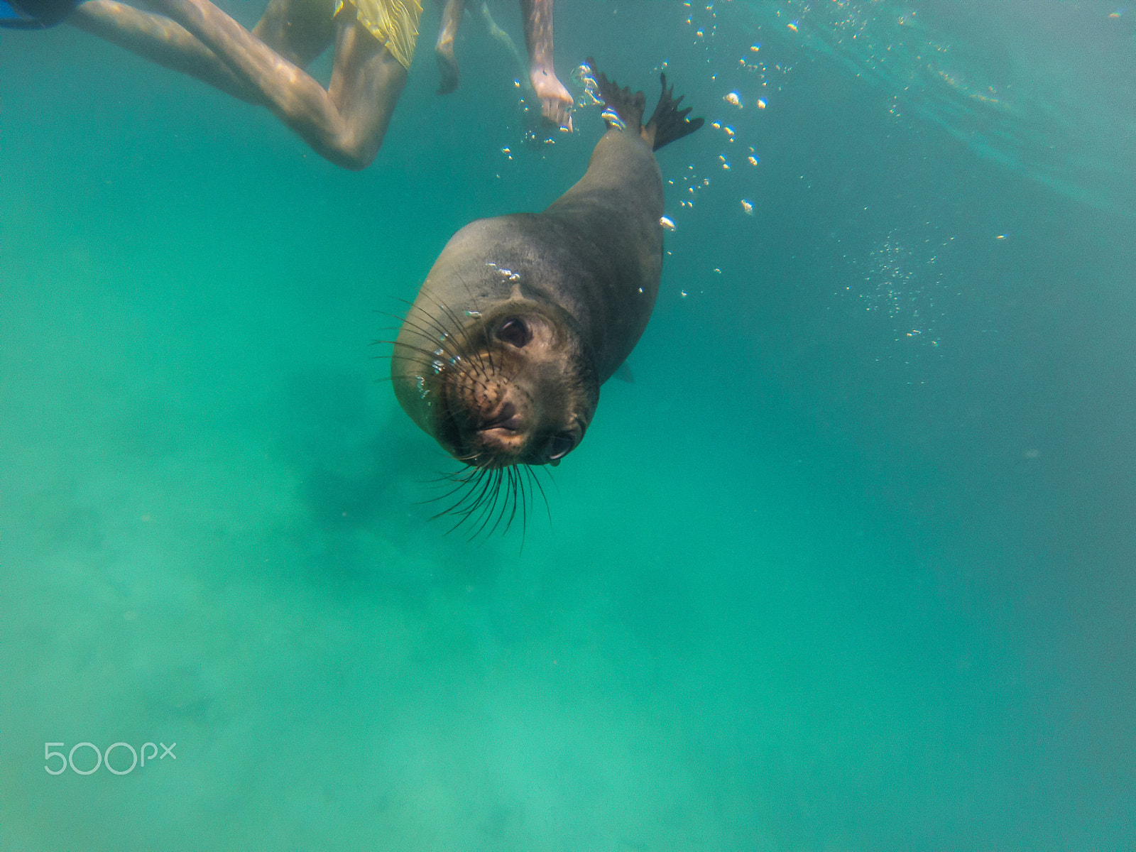 GoPro Hero3-Silver Edition sample photo. Baby sealion photography