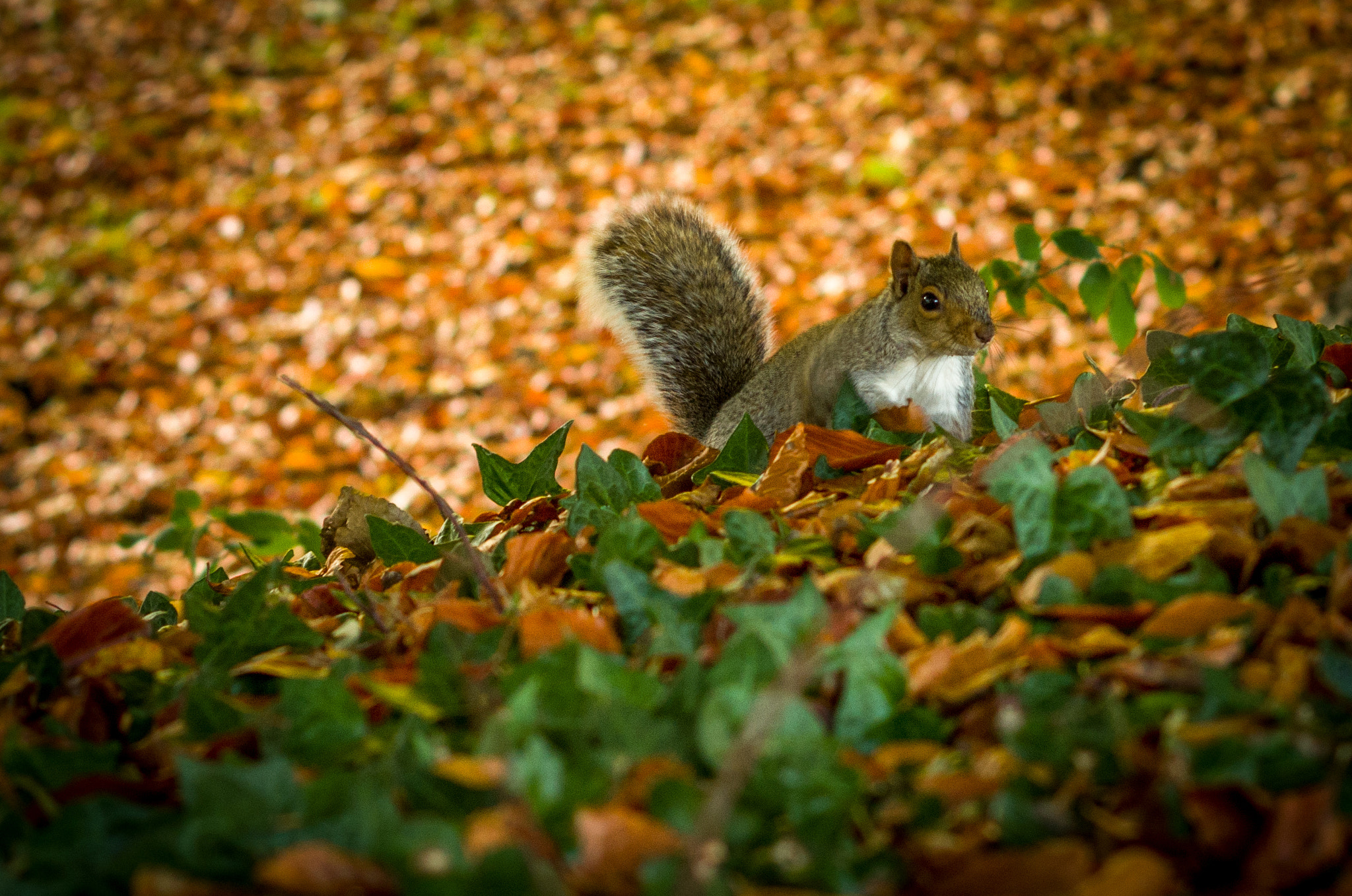 Pentax K-500 + Pentax smc DA 50mm F1.8 sample photo. Autumn's guest photography