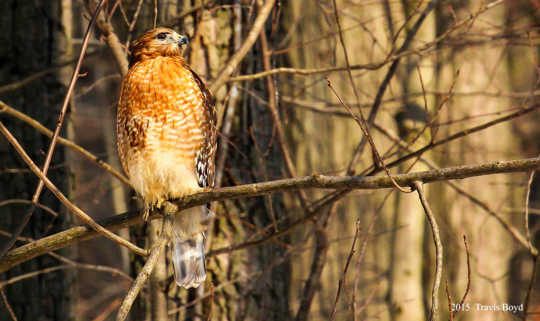 Canon EF 100-400mm F4.5-5.6L IS USM sample photo. Red-shouldered perch photography
