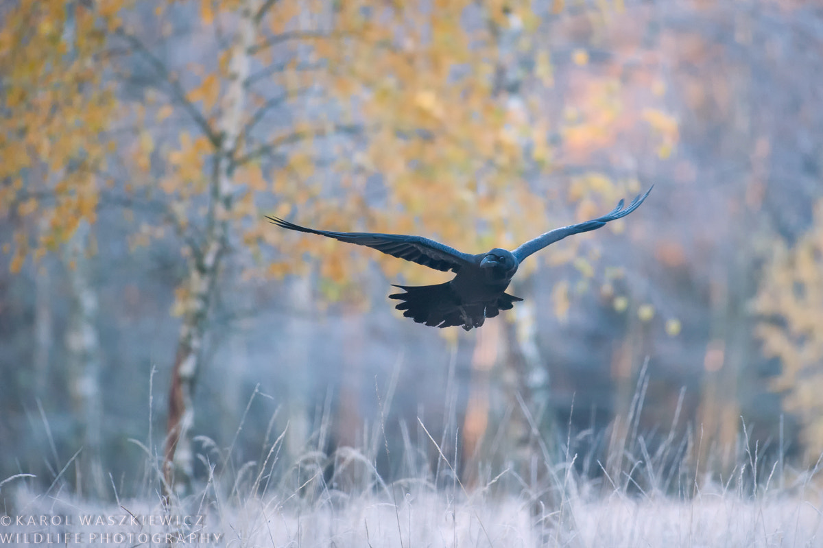 Nikon D3 sample photo. Raven photography