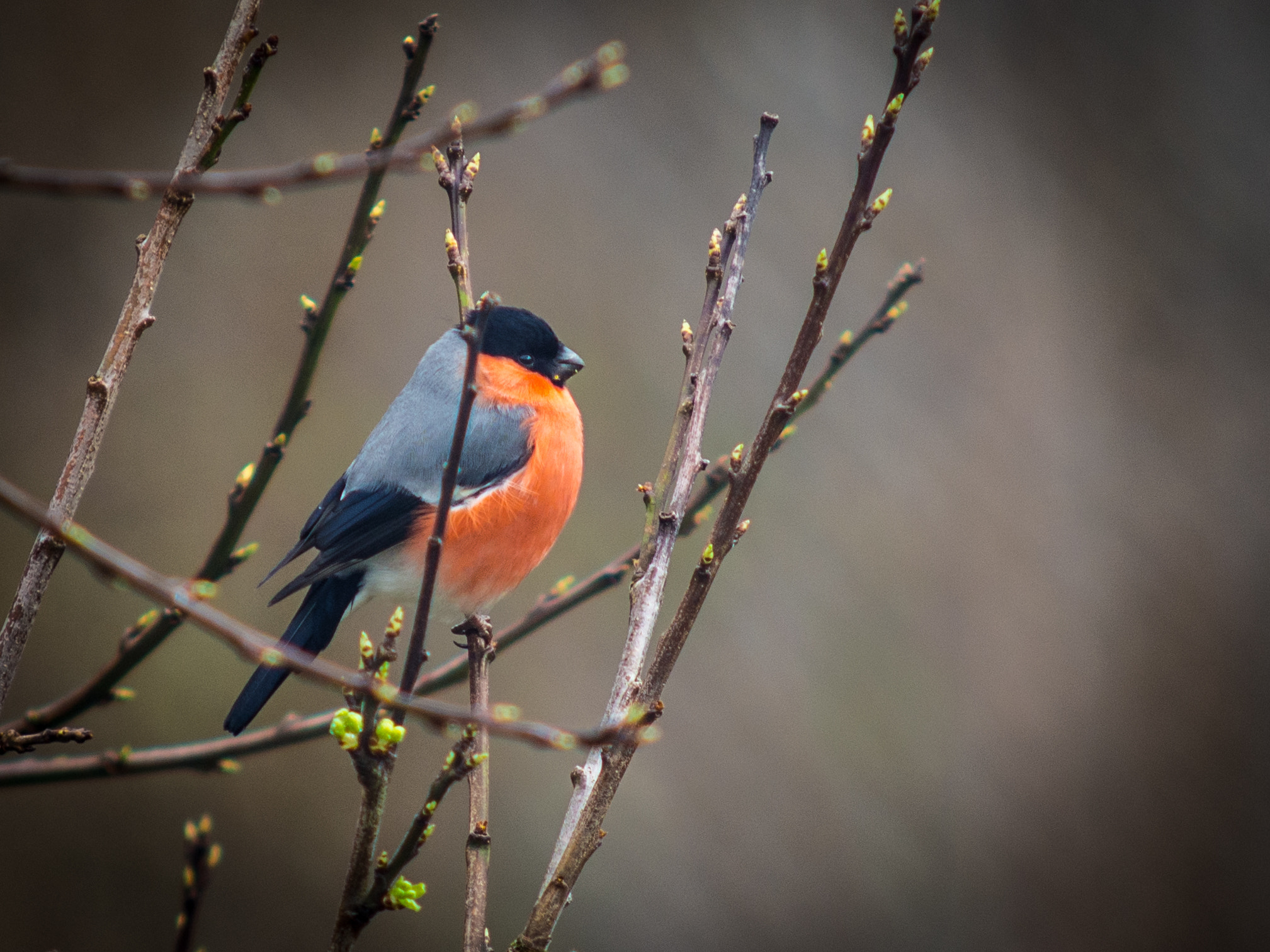 Olympus OM-D E-M5 + SIGMA 70-200mm F2.8 sample photo. Bullfich photography