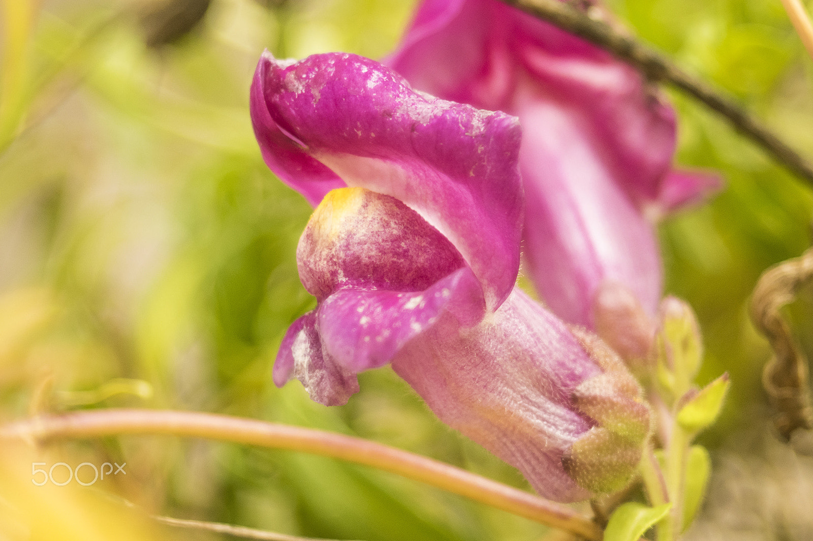 Pentax K-3 II + A Series Lens sample photo. Flower photography