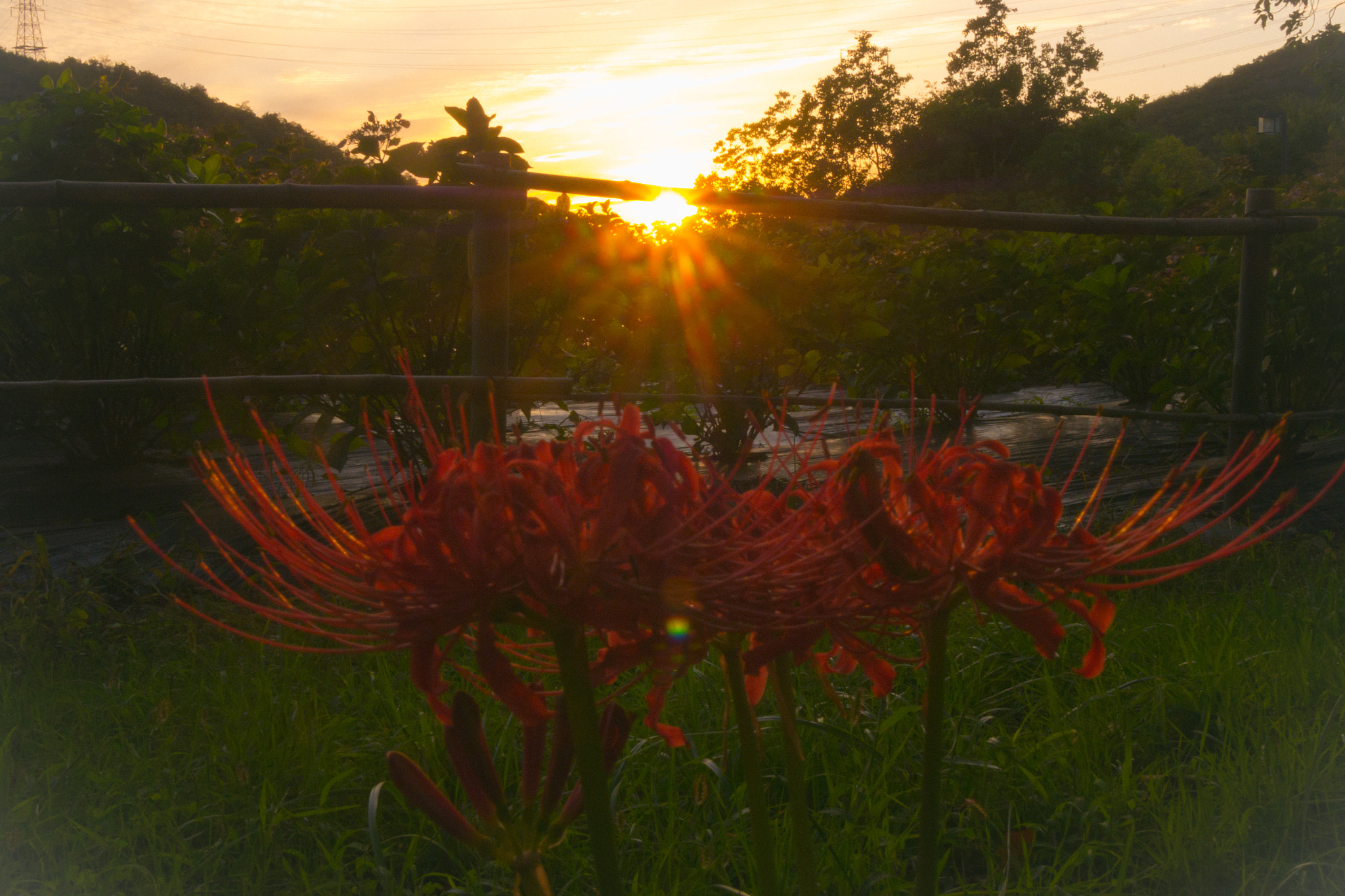 Panasonic Lumix DMC-GH3 sample photo. Lycoris radiata on sunset photography