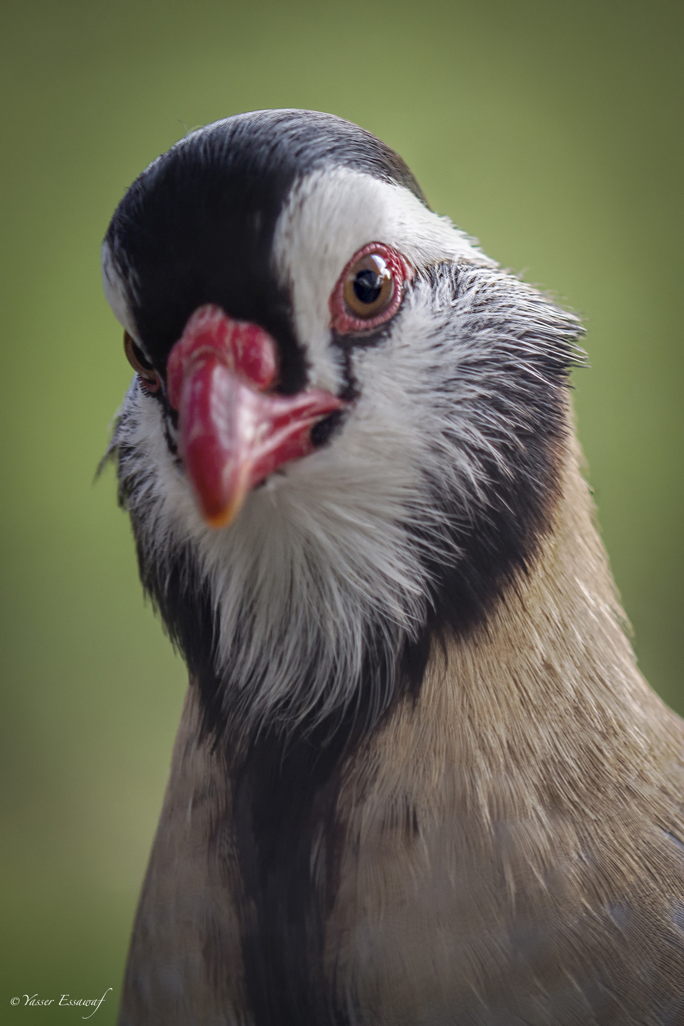 Sigma APO Tele Macro 300mm F4 sample photo. Arabian partridge photography