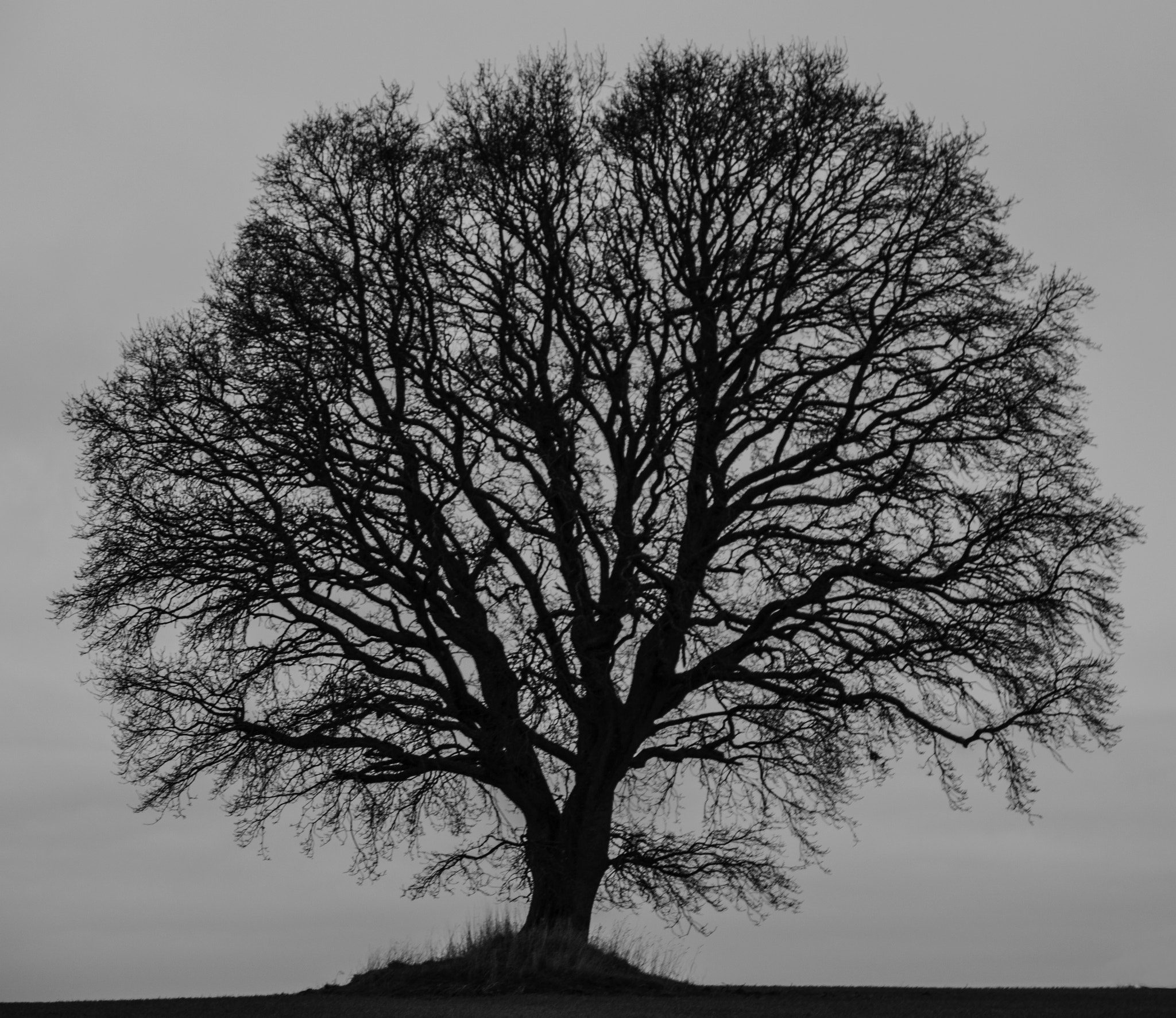 Canon EOS 760D (EOS Rebel T6s / EOS 8000D) + Canon TS-E 90mm F2.8 Tilt-Shift sample photo. A tree photography