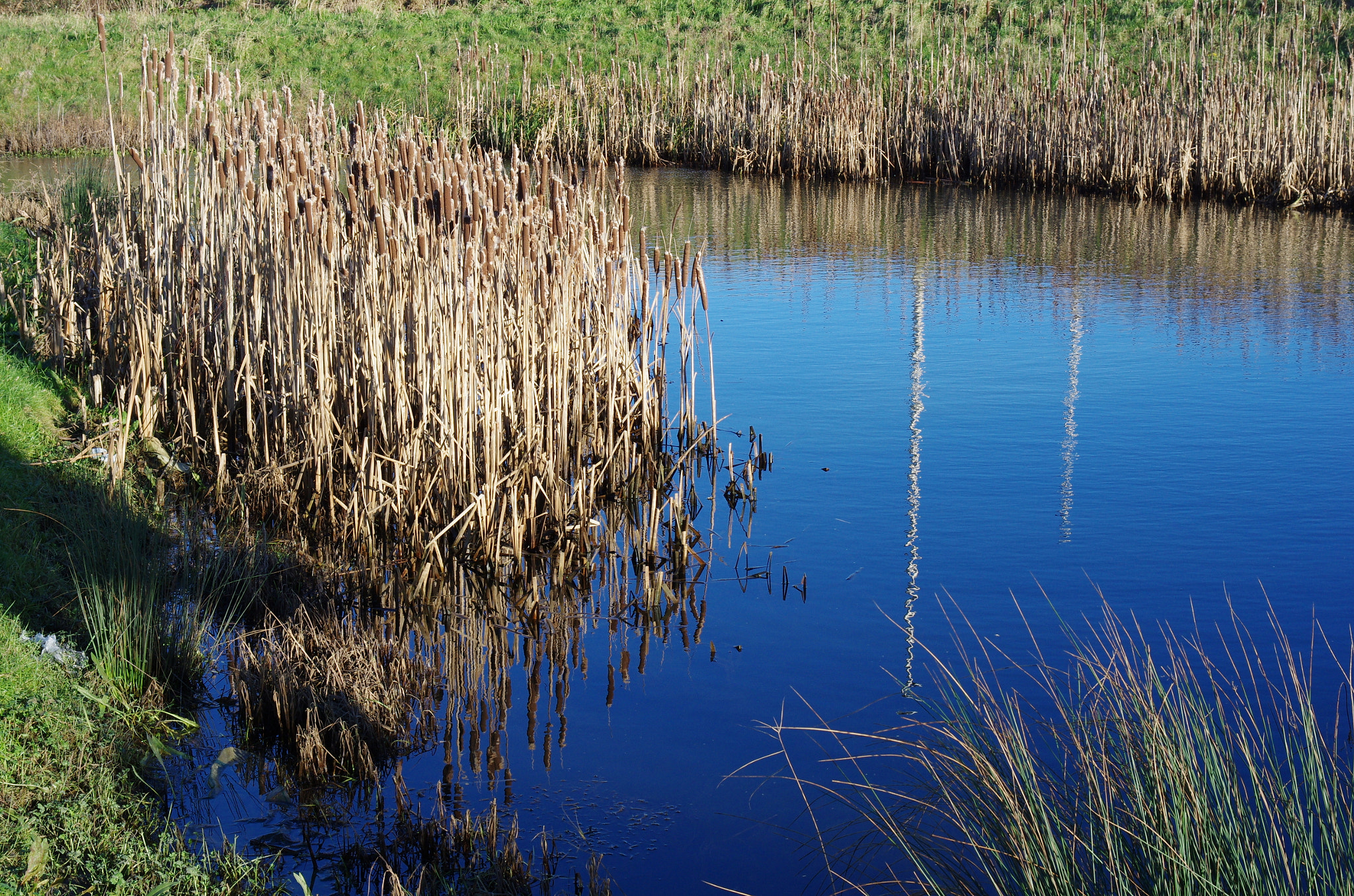 HD Pentax DA 40mm F2.8 Limited sample photo. Pond with highlights photography