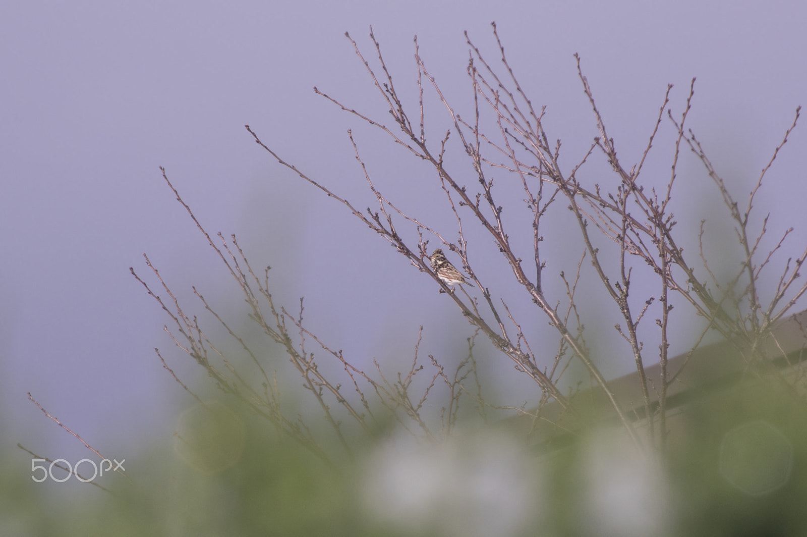 smc PENTAX-DA L 55-300mm F4-5.8 ED sample photo. "雀"sparrow photography