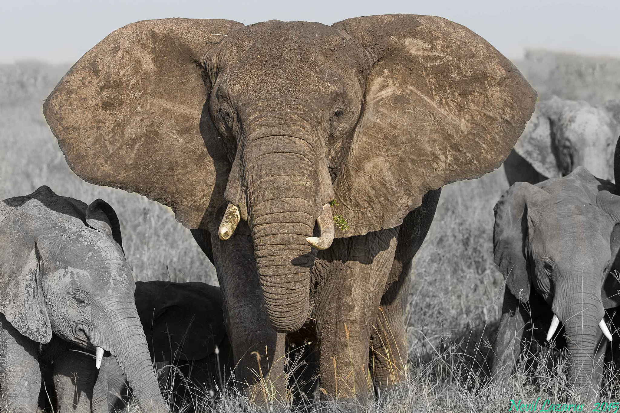 Canon EF 200-400mm F4L IS USM Extender 1.4x sample photo. Serengeti elephant photography
