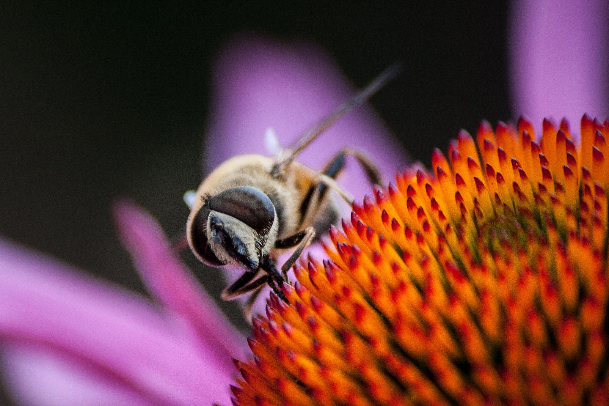 Sigma 70-300mm F4-5.6 APO DG Macro sample photo. Bee on echinacea photography