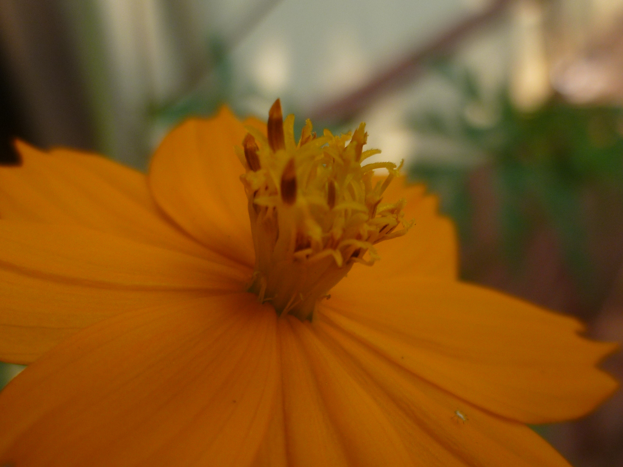 Panasonic DMC-FH3 sample photo. Sunset chrysanthimum photography